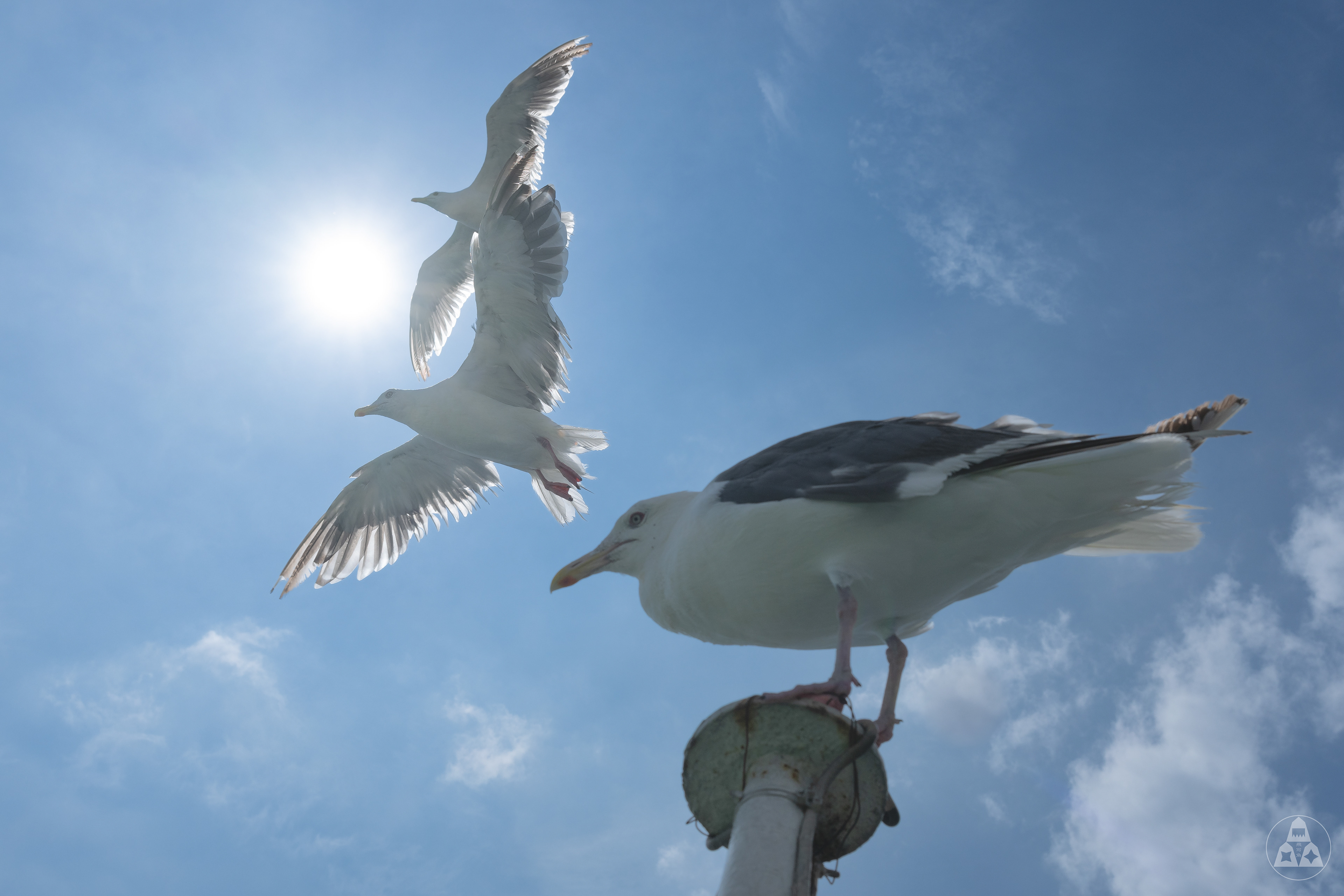 Herring gull in Sobetu town Aug.2023