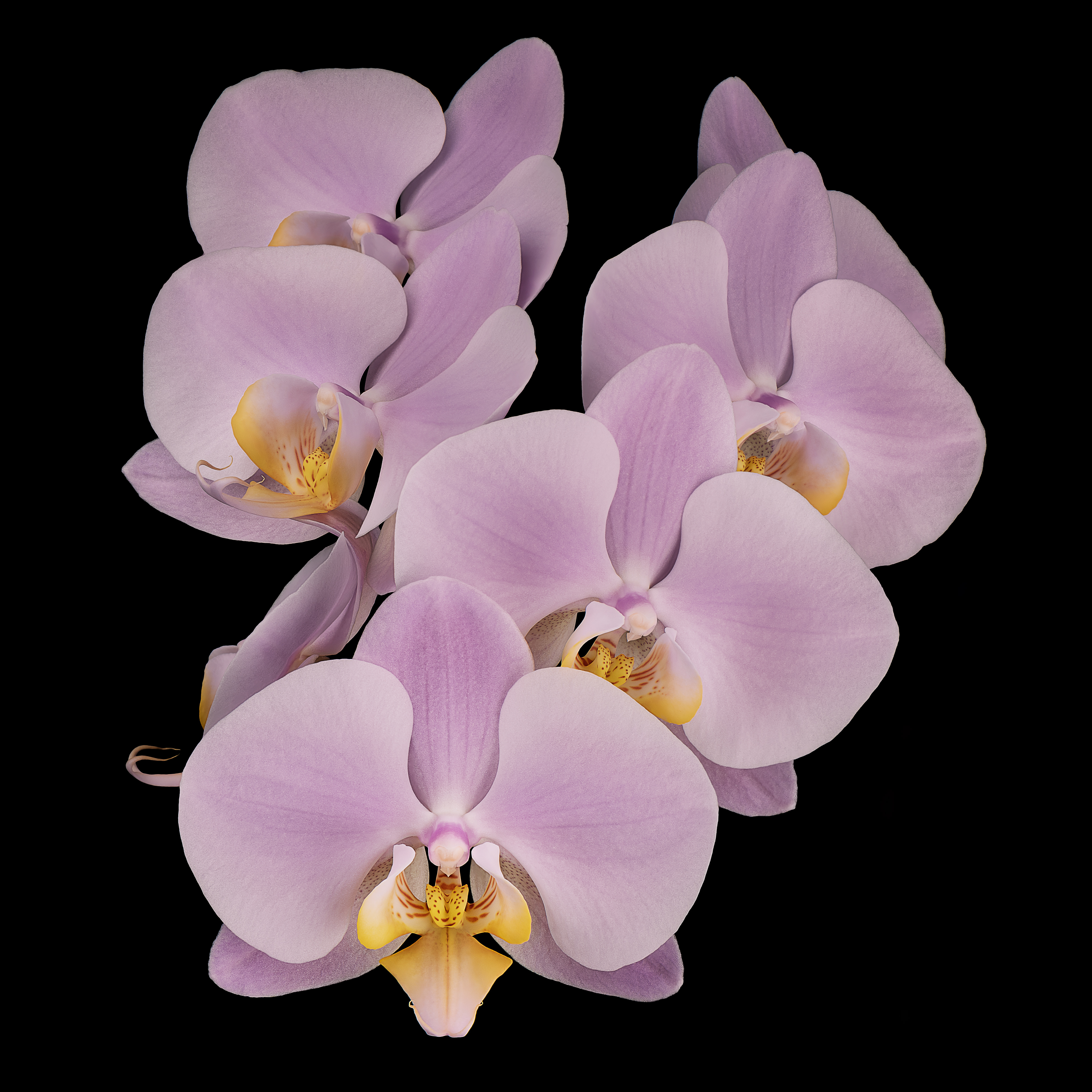 Ladies in Waiting | Moth Orchid (Phalaenopsis amabilis)