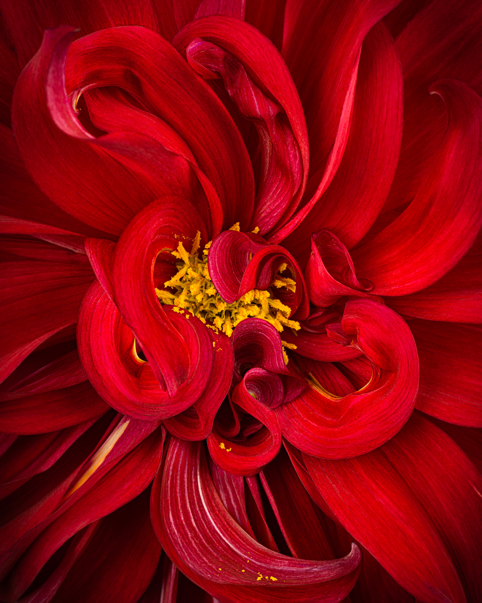 Flamenco | Garden Dahlia (Dahlia pinnata)