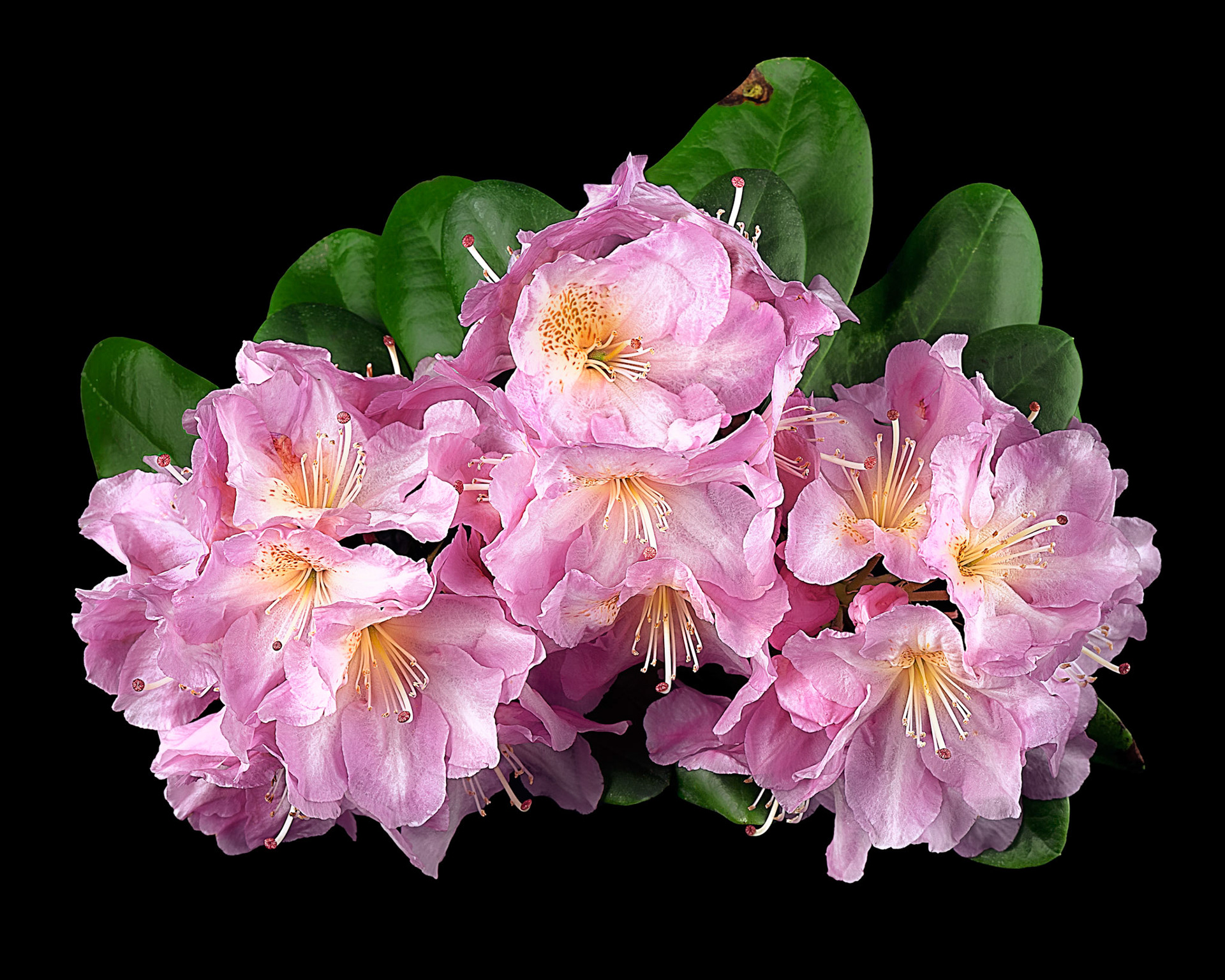 Pink Cloud | Rhododendron arboreum