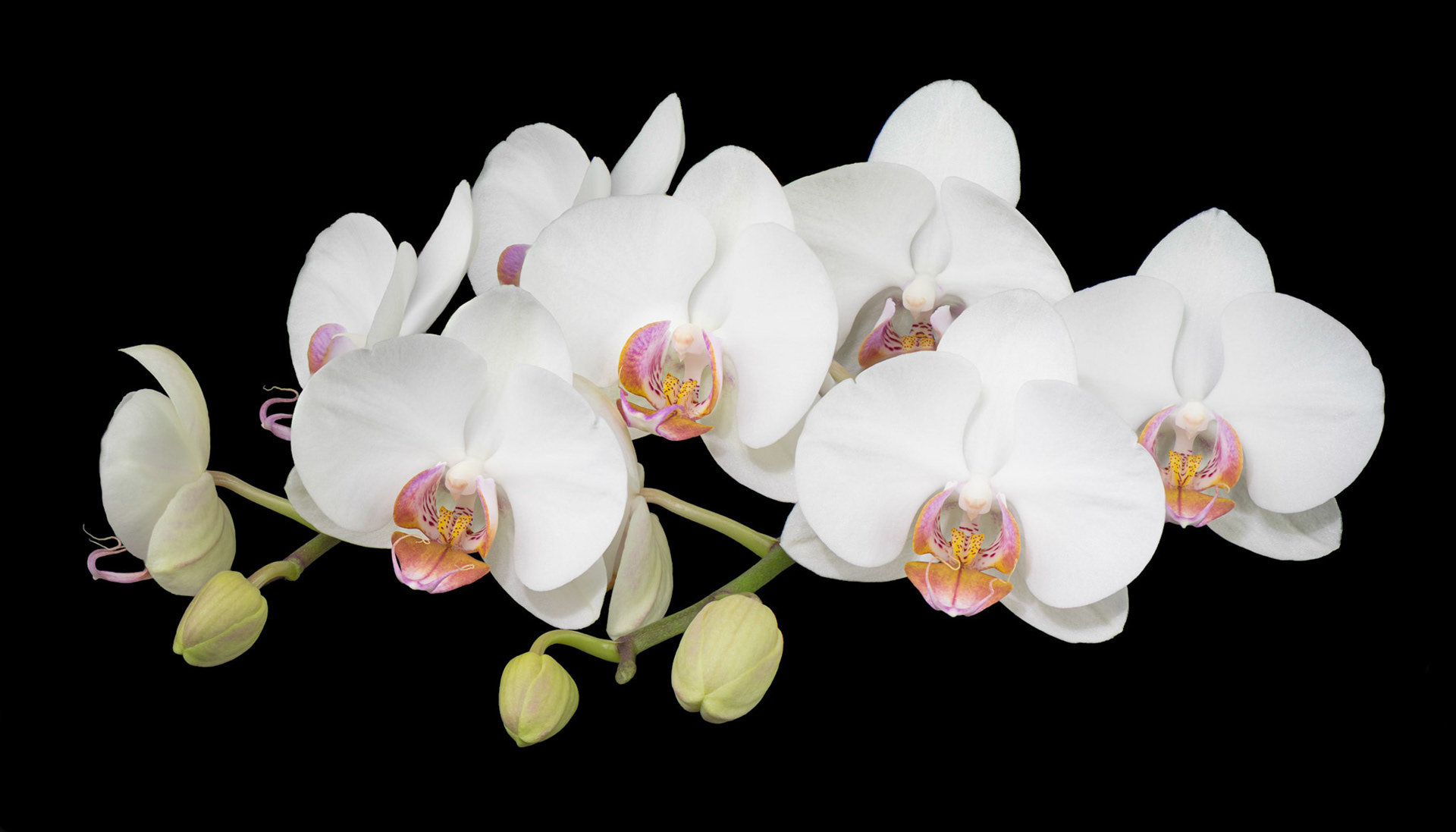 Out of Darkness | Moth Orchid (Phalaenopsis amabilis)