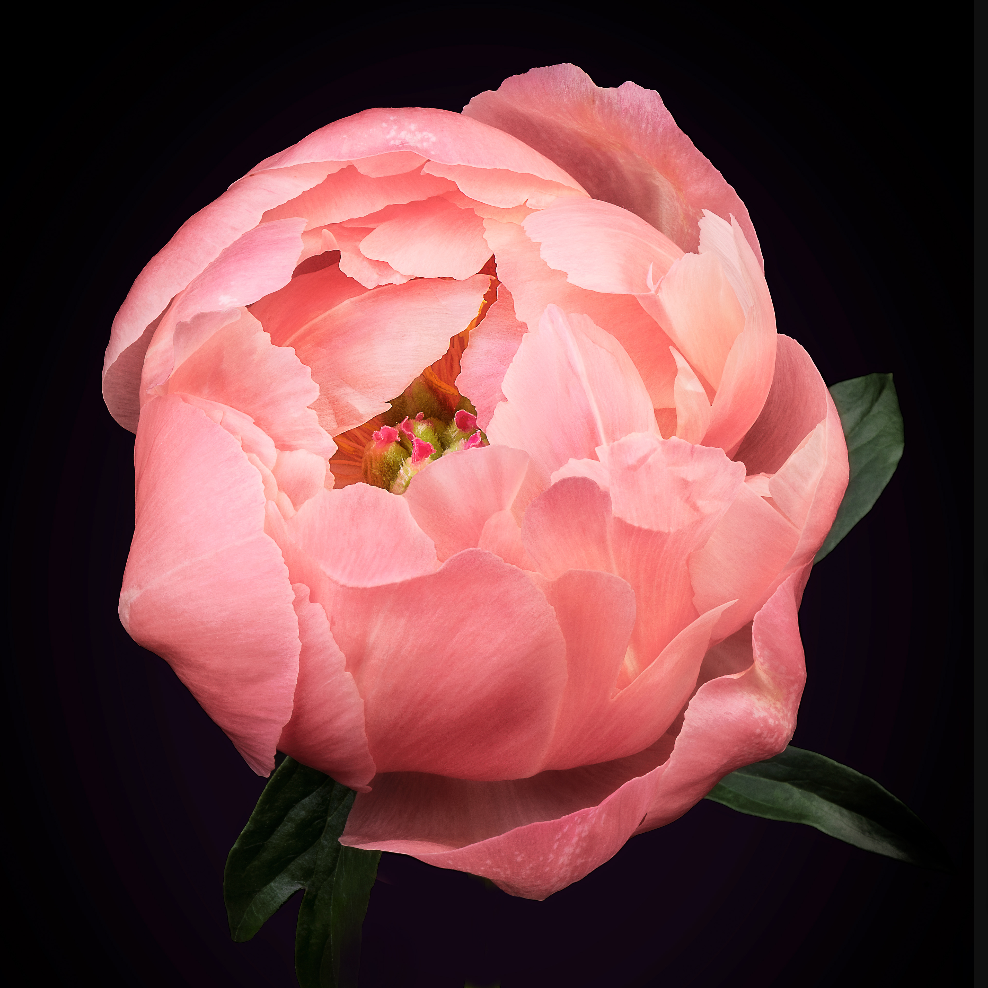 Worlds Within | Chinese peony (Paeonia lactiflora)