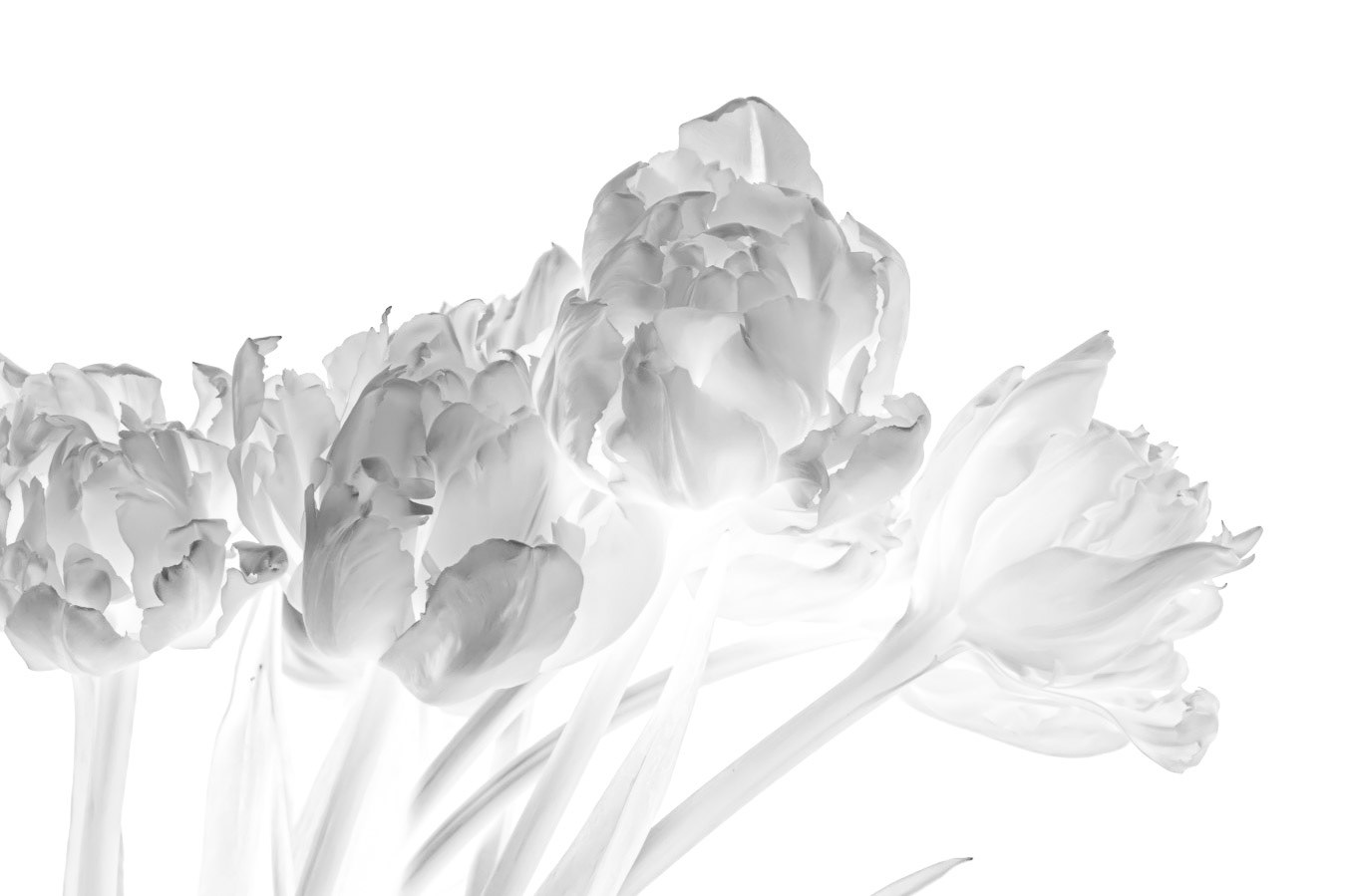 Dancing Smoke | Tulip (Tulipa)