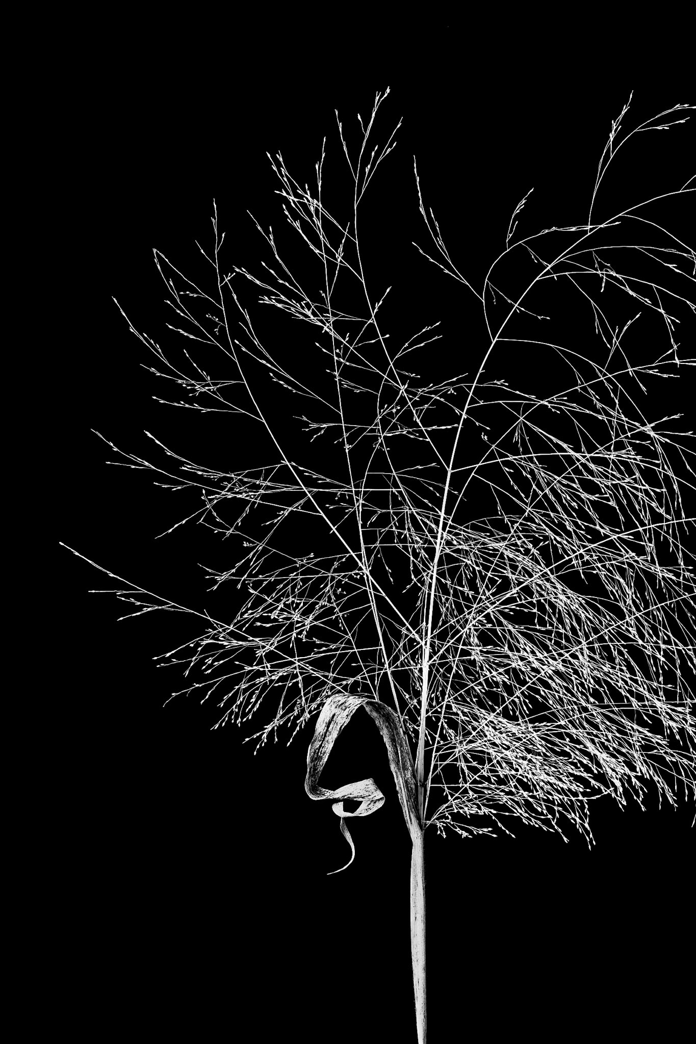 Left Behind | Tumbleweed