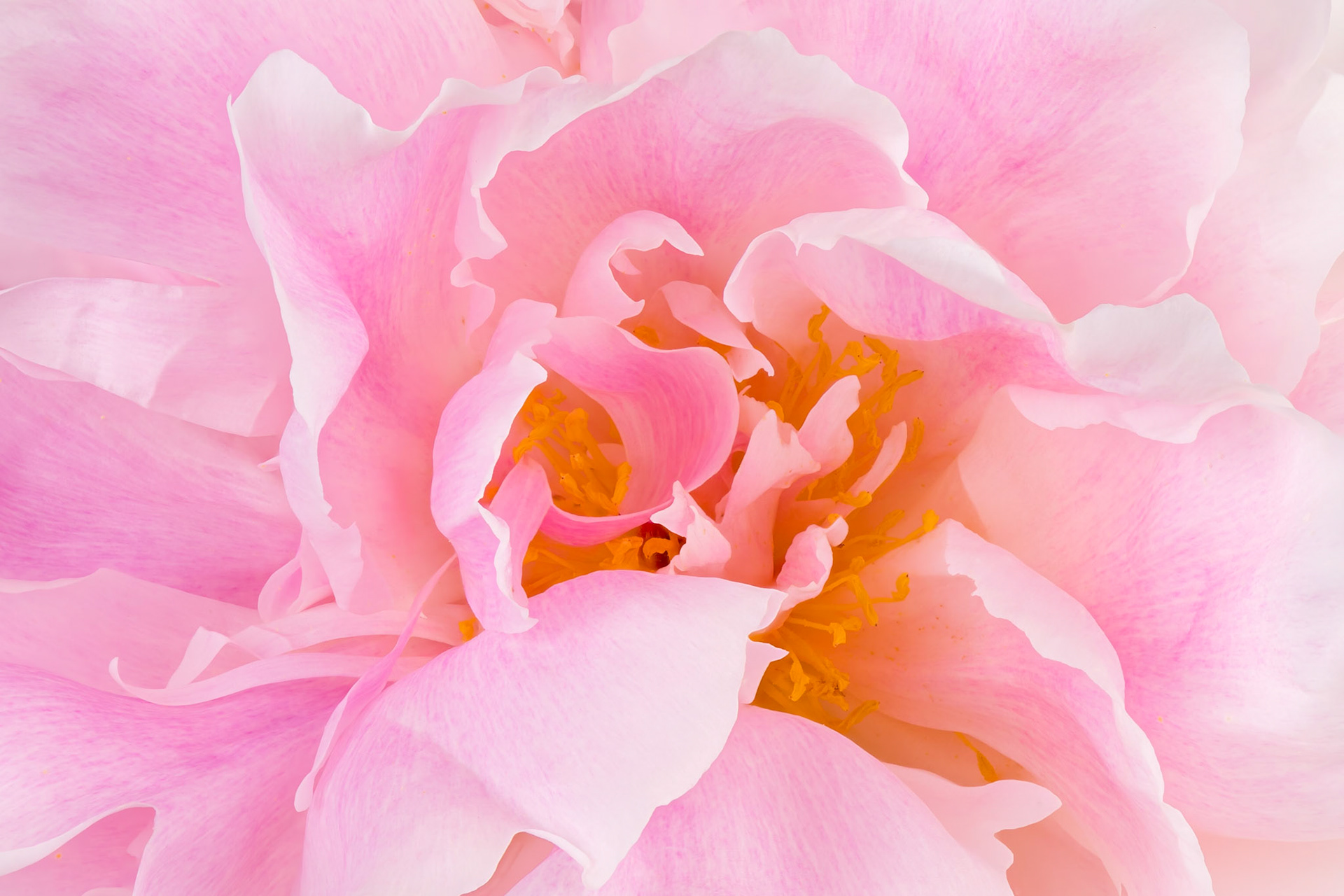 Peony Sunrise | Chinese peony (Paeonia lactiflora)
