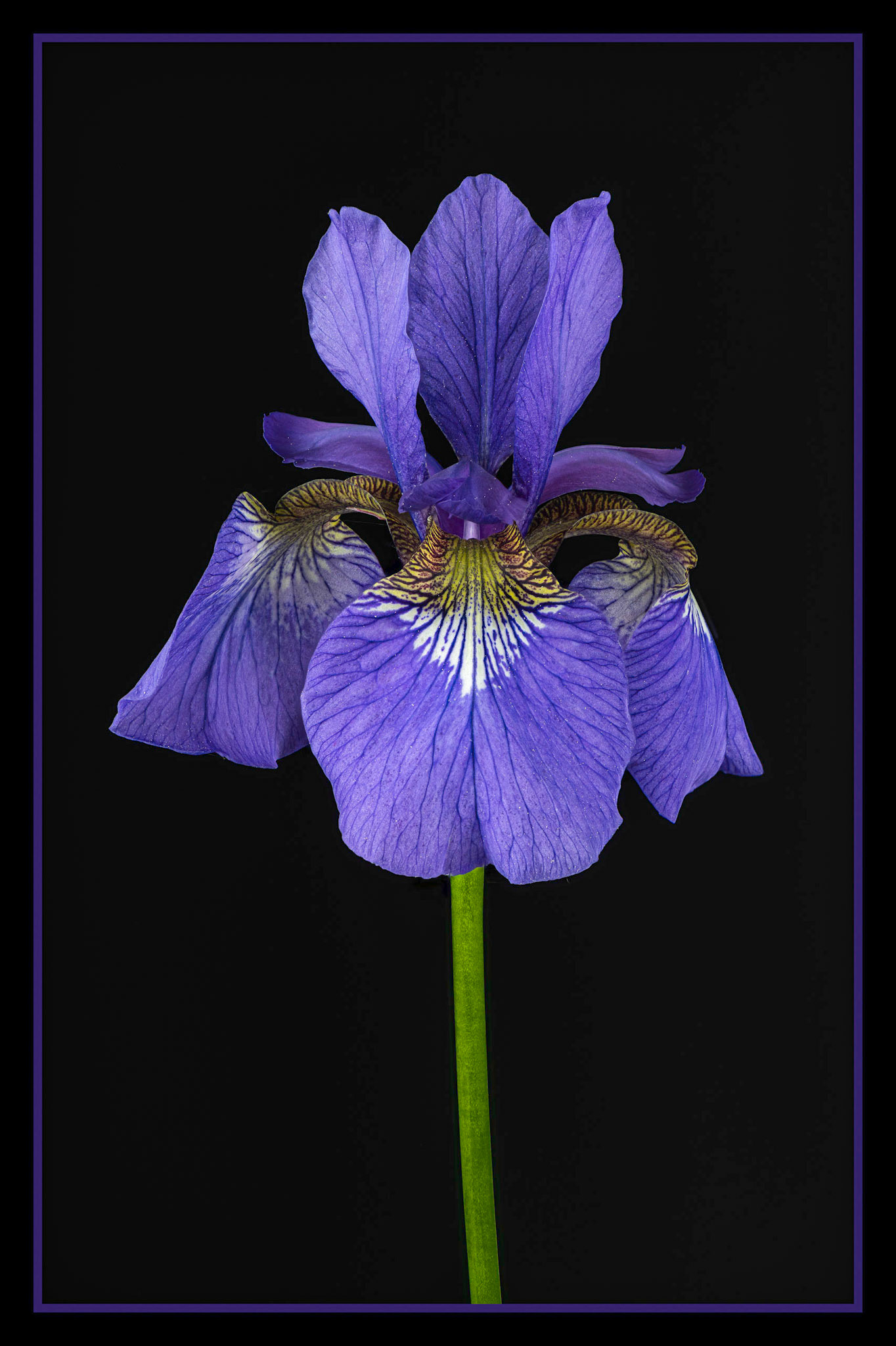FLEUR DE LIS