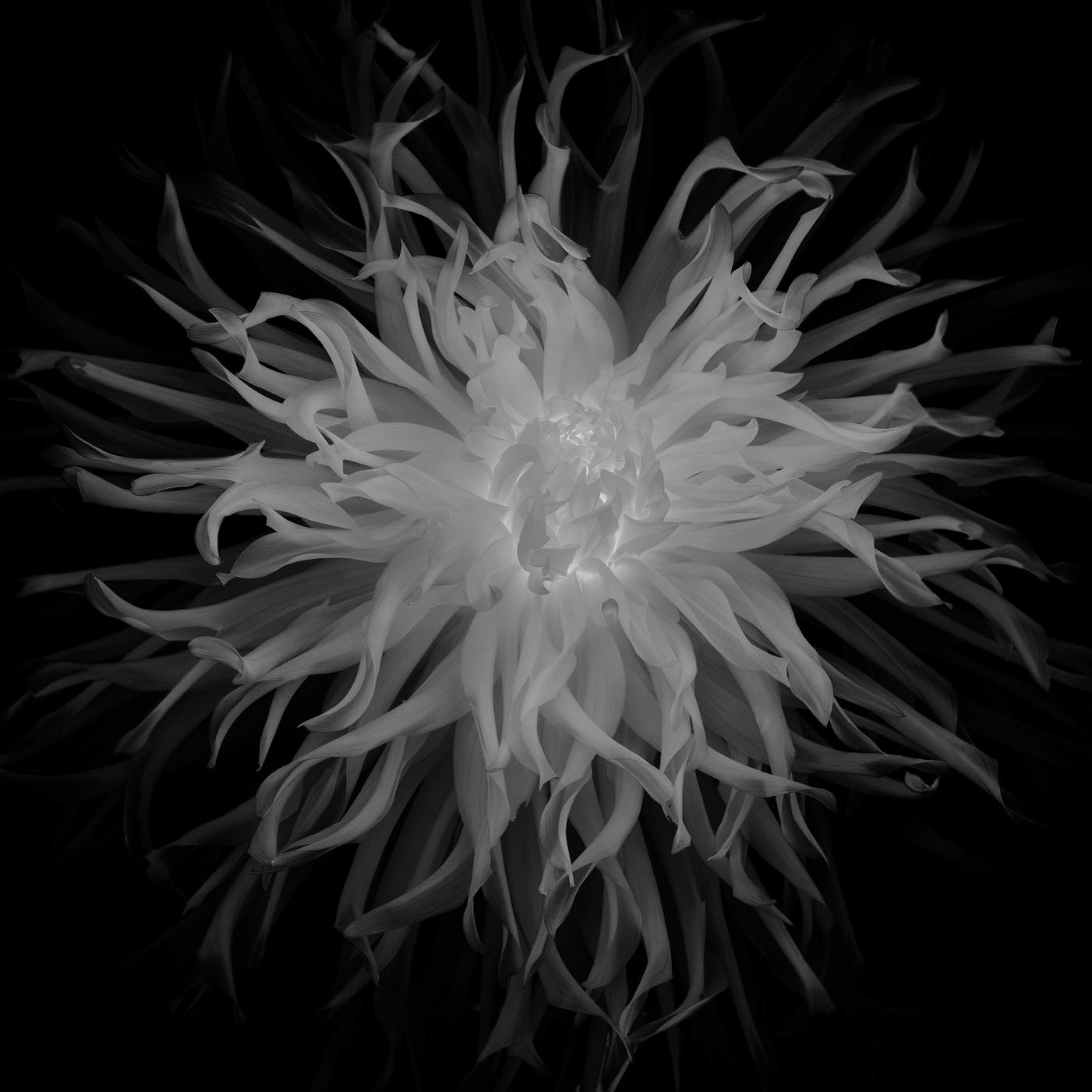 Dahlia's Dark Side | Garden Dahlia (Dahlia pinnata)