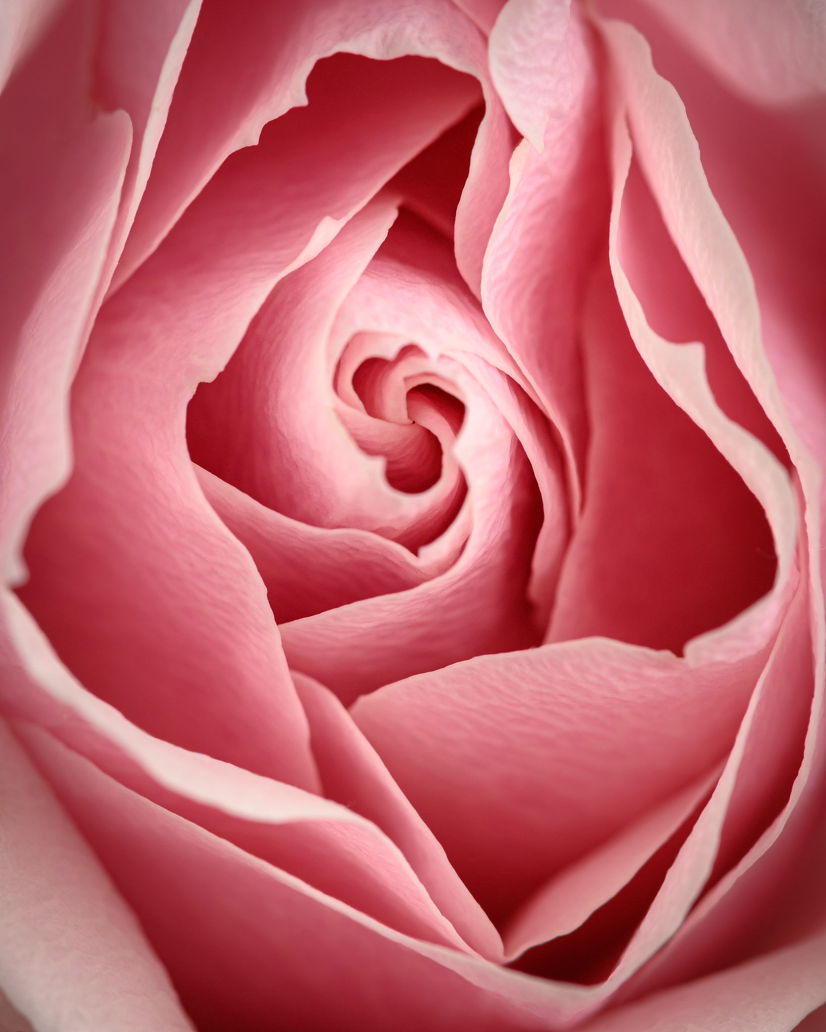 Vortex | Rose (Rosa)