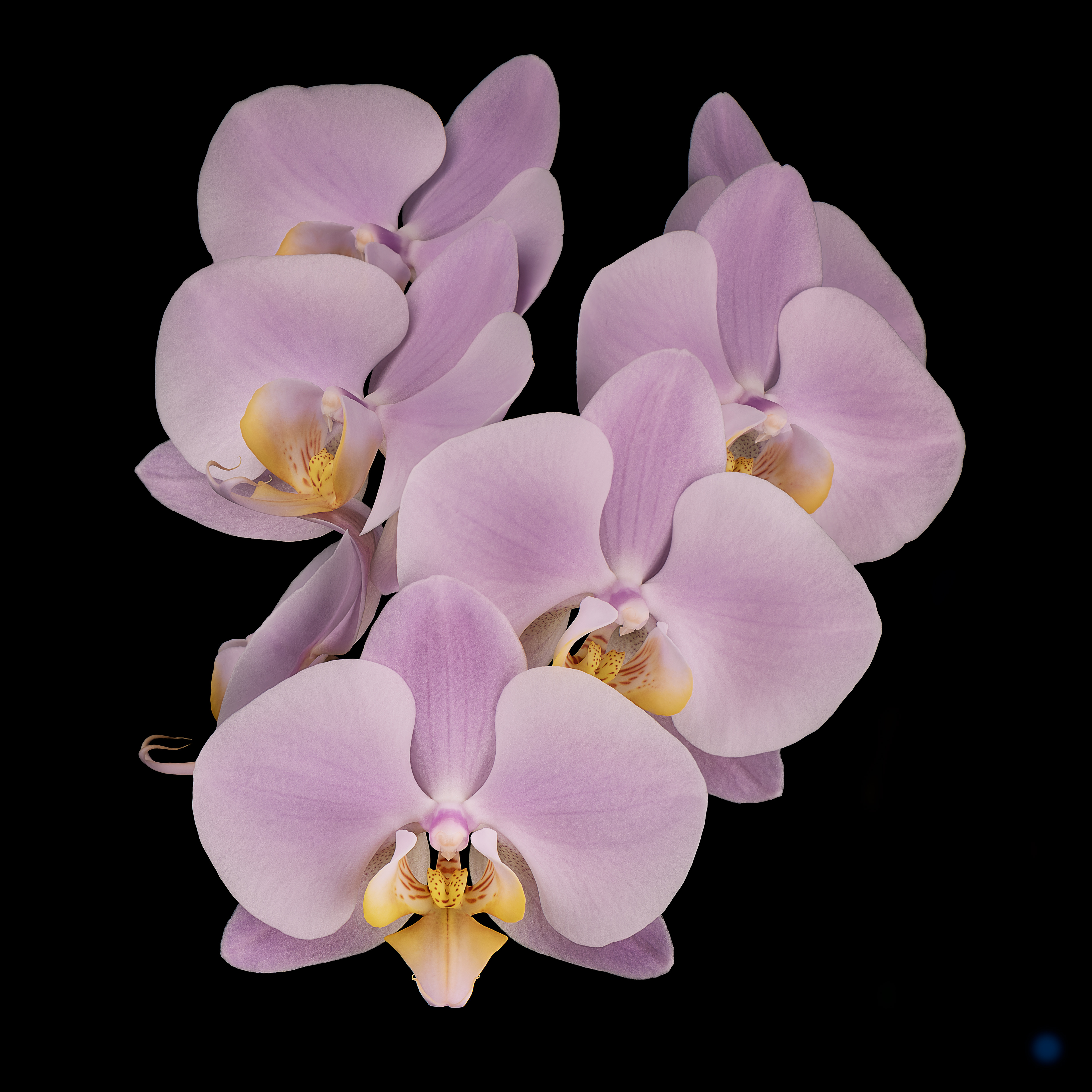Ladies in Waiting | Moth Orchid (Phalaenopsis amabilis)