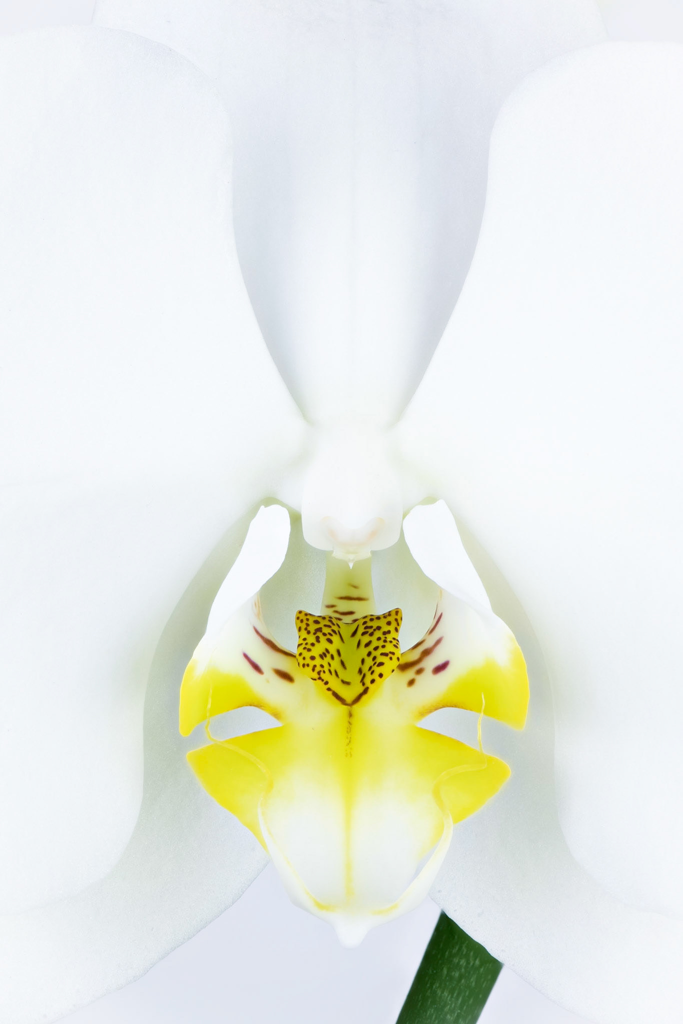 Ice Queen | Moth Orchid (Phalaenopsis amabilis)