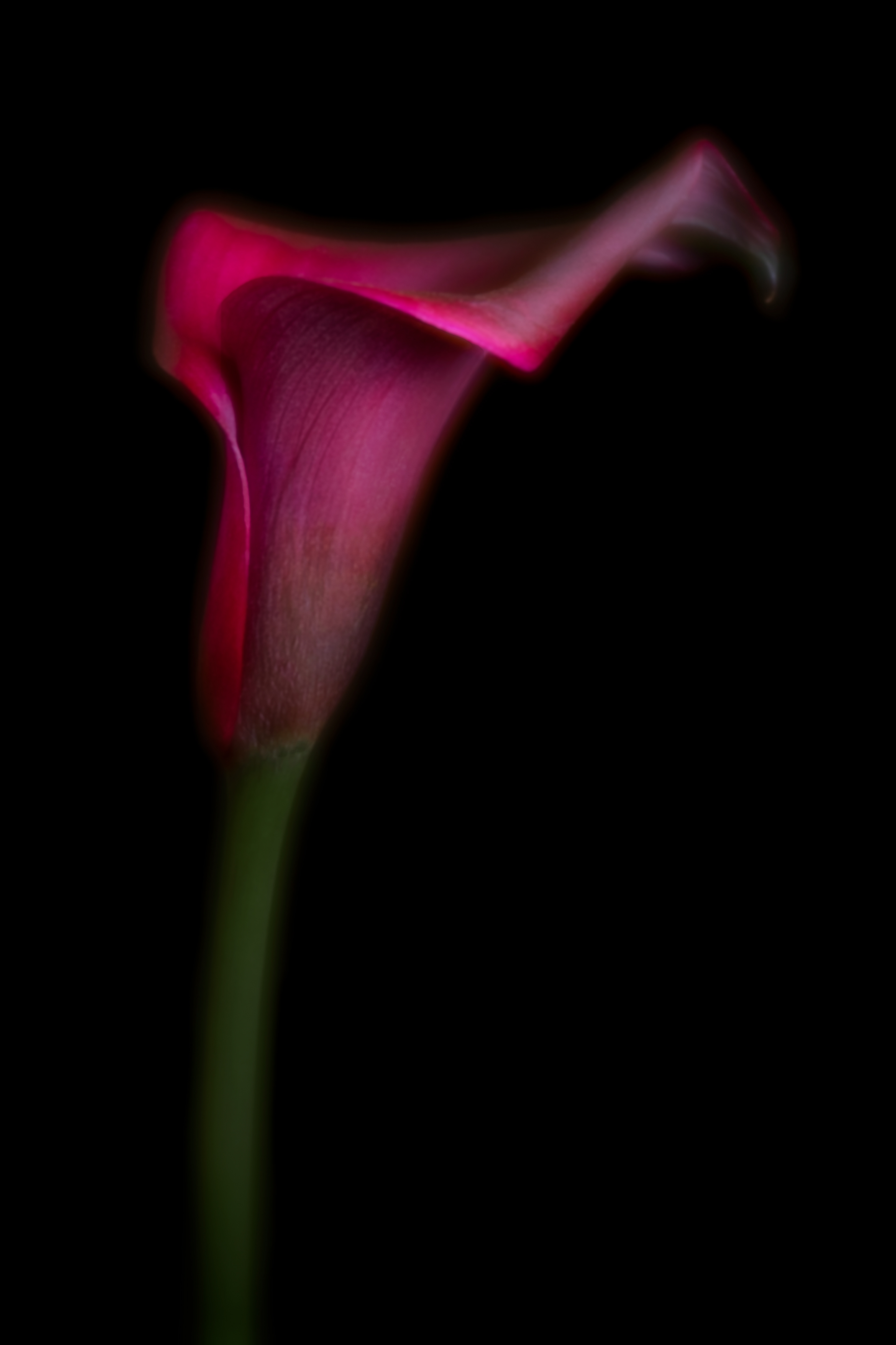 Mystery | Calla Lily (Zantedeschia aethiopica)