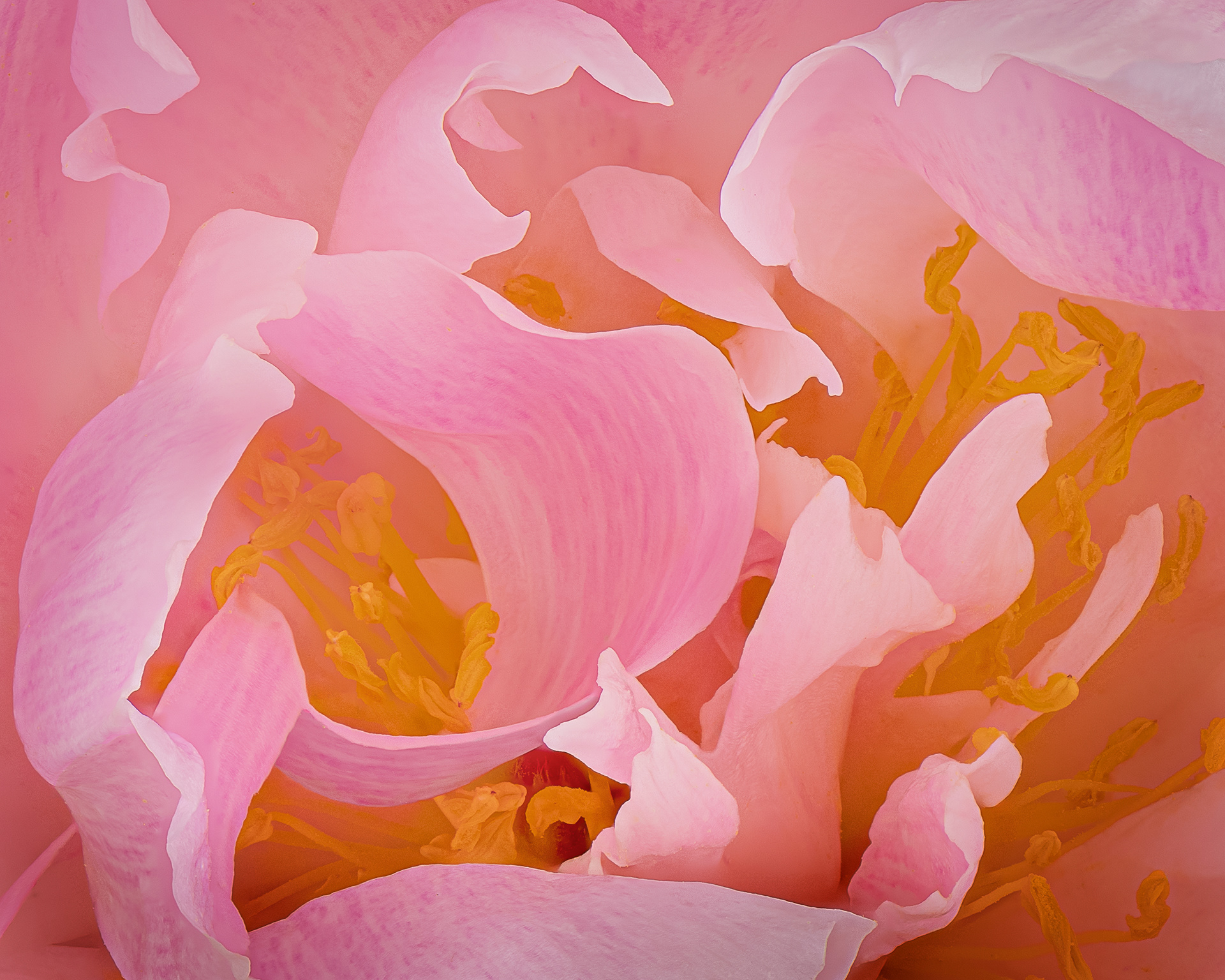 Isadora | Chinese peony (Paeonia lactiflora)