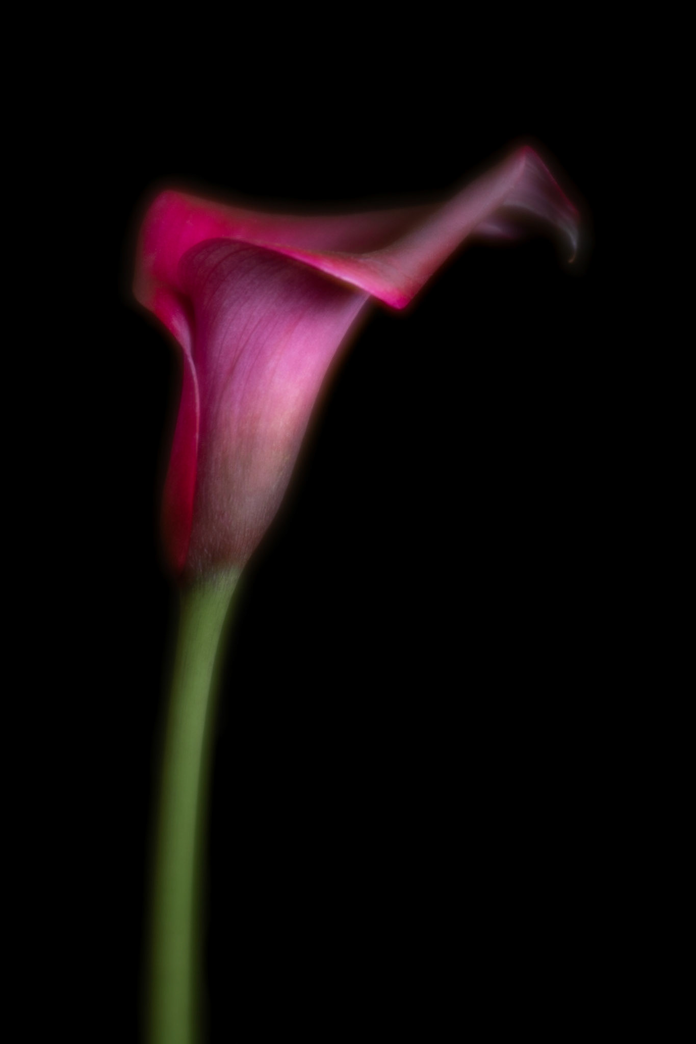 Out of the Mist | Calla Lily (Zantedeschia aethiopica)