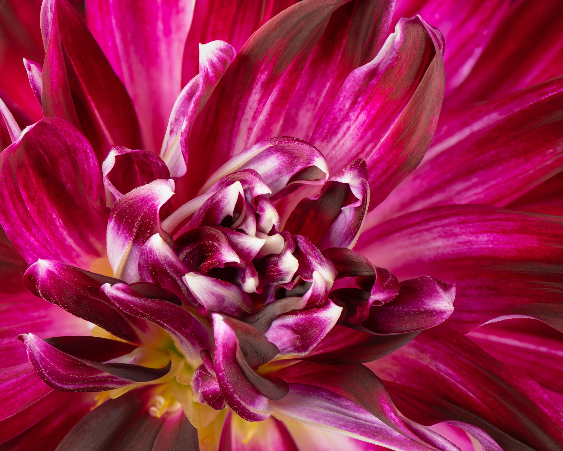 Burgundy Flames | Garden Dahlia (Dahlia pinnata)