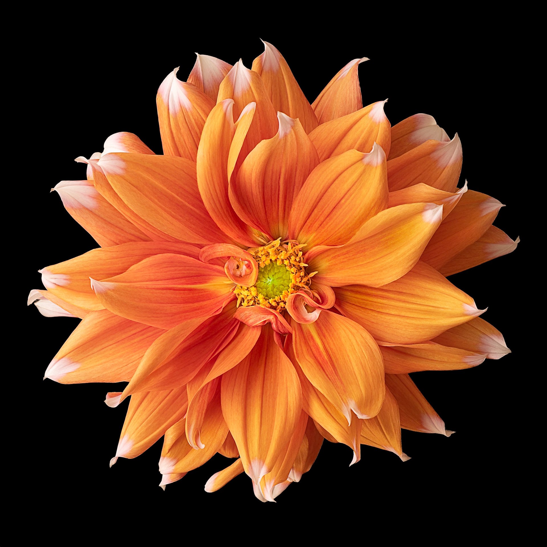 Sun Kissed | Garden Dahlia (Dahlia pinnata)