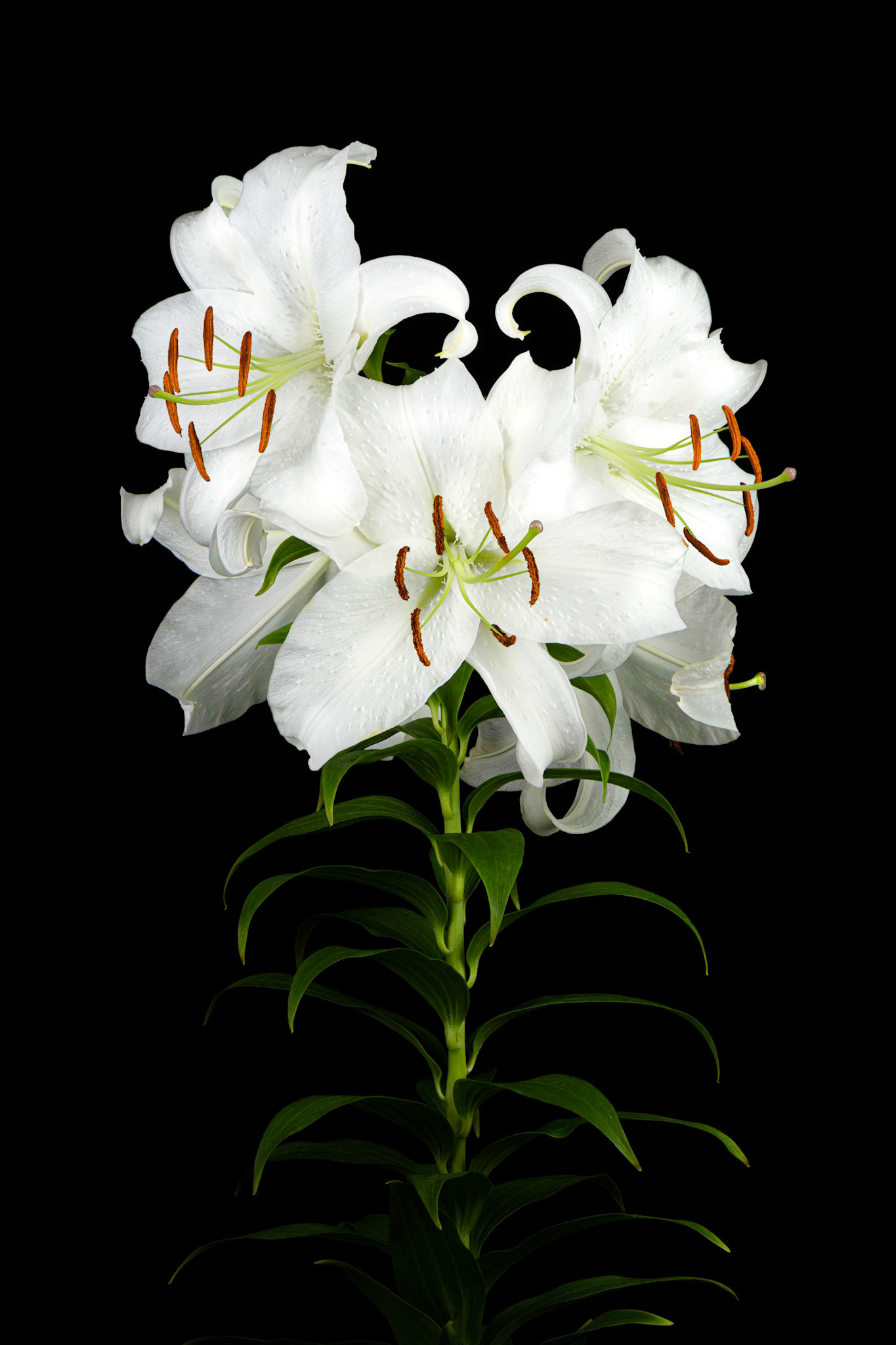 Midnight Casablanca | Casablanca Lily (Lilium 'Casa Blanca')