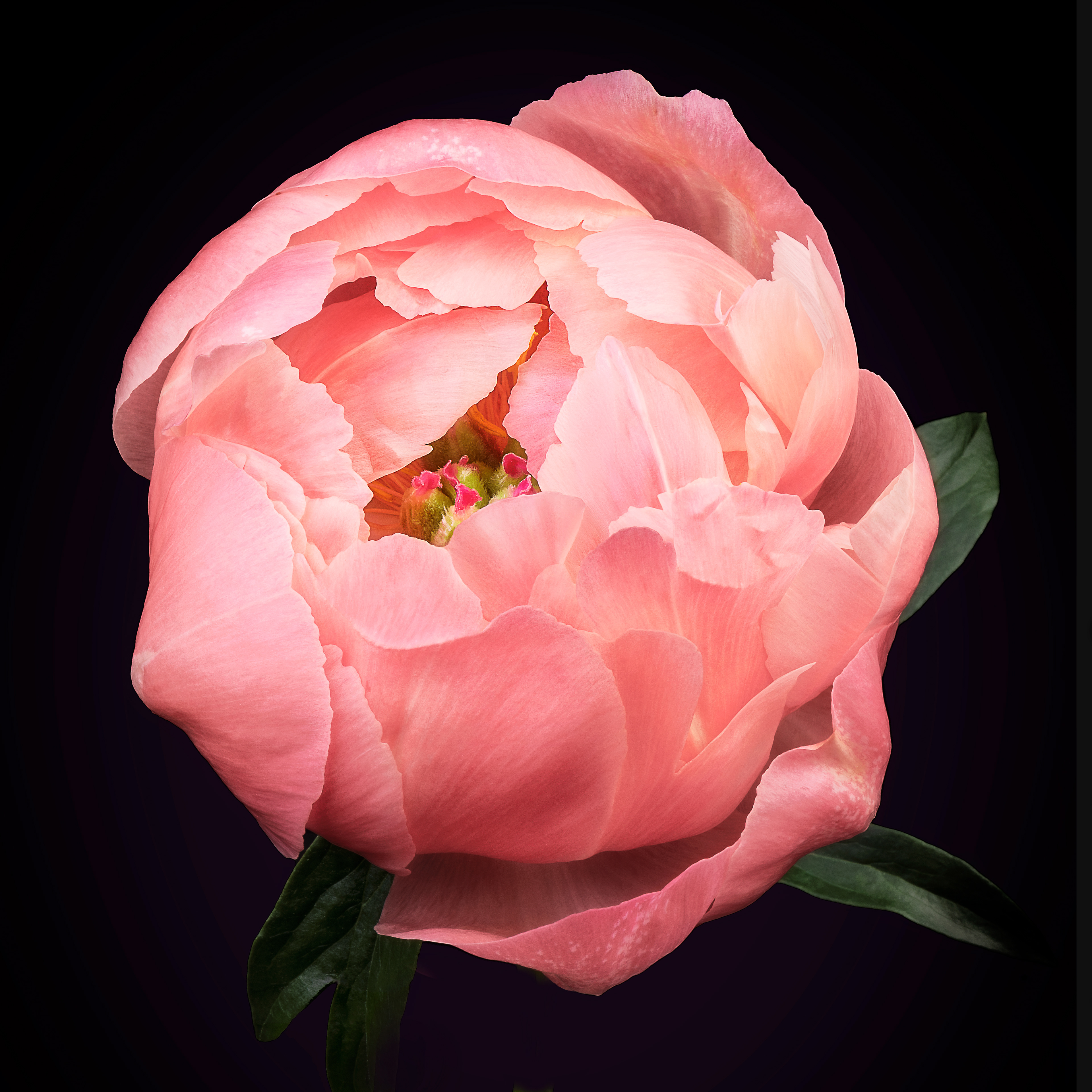 Worlds Within | Chinese peony (Paeonia lactiflora)