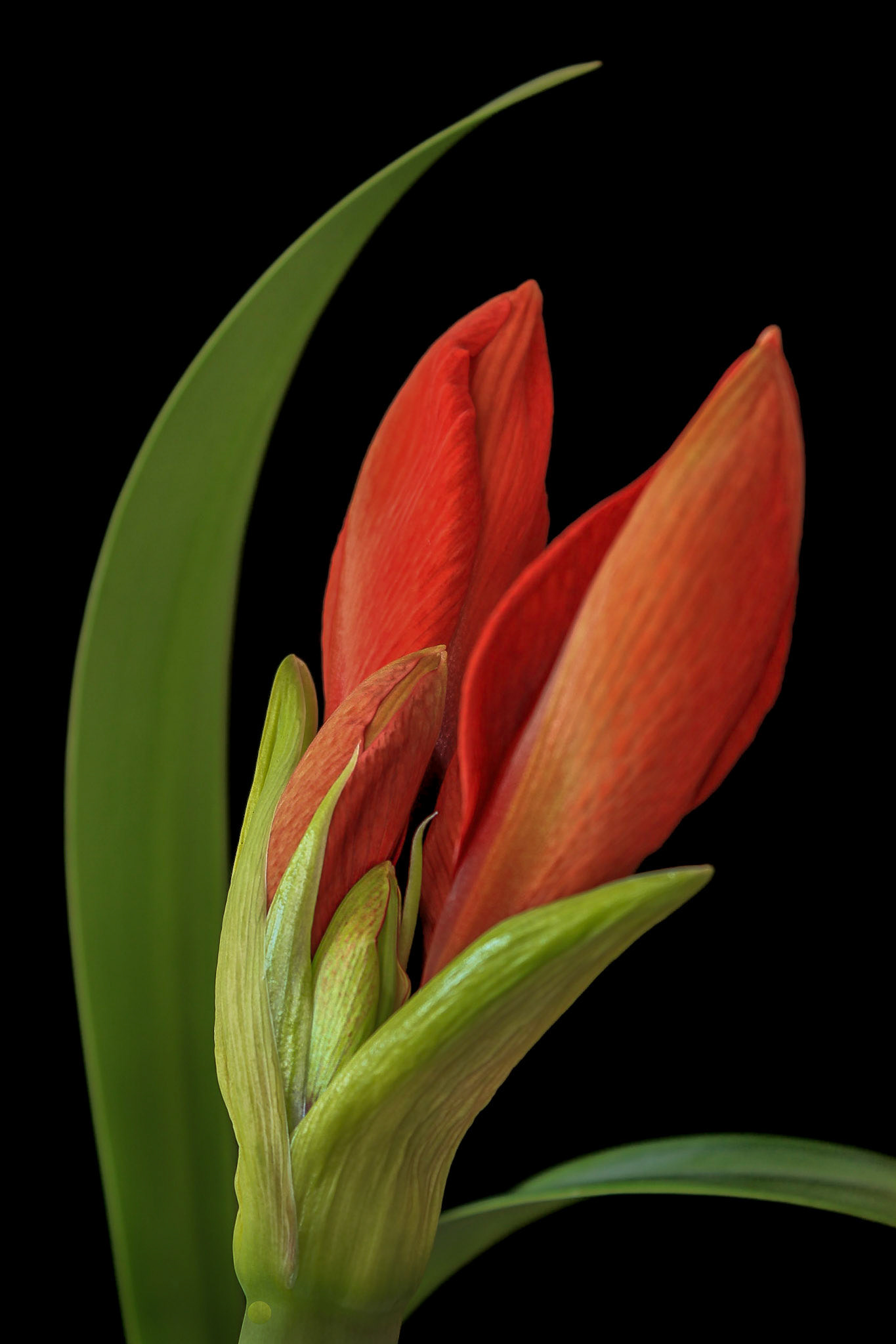 New Life | Amaryllis (Hippeastrum)