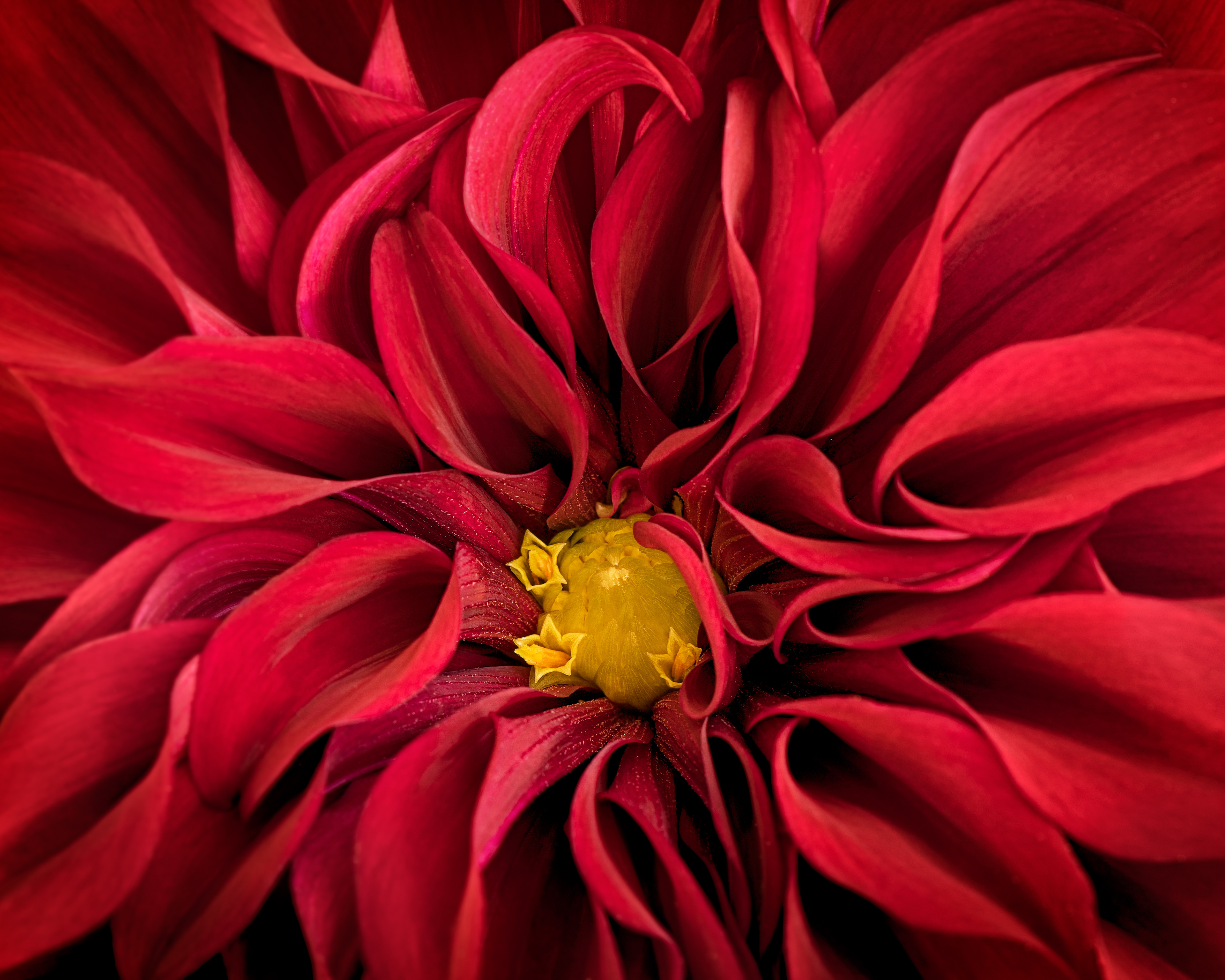 Heart on Fire | Garden Dahlia (Dahlia pinnata)
