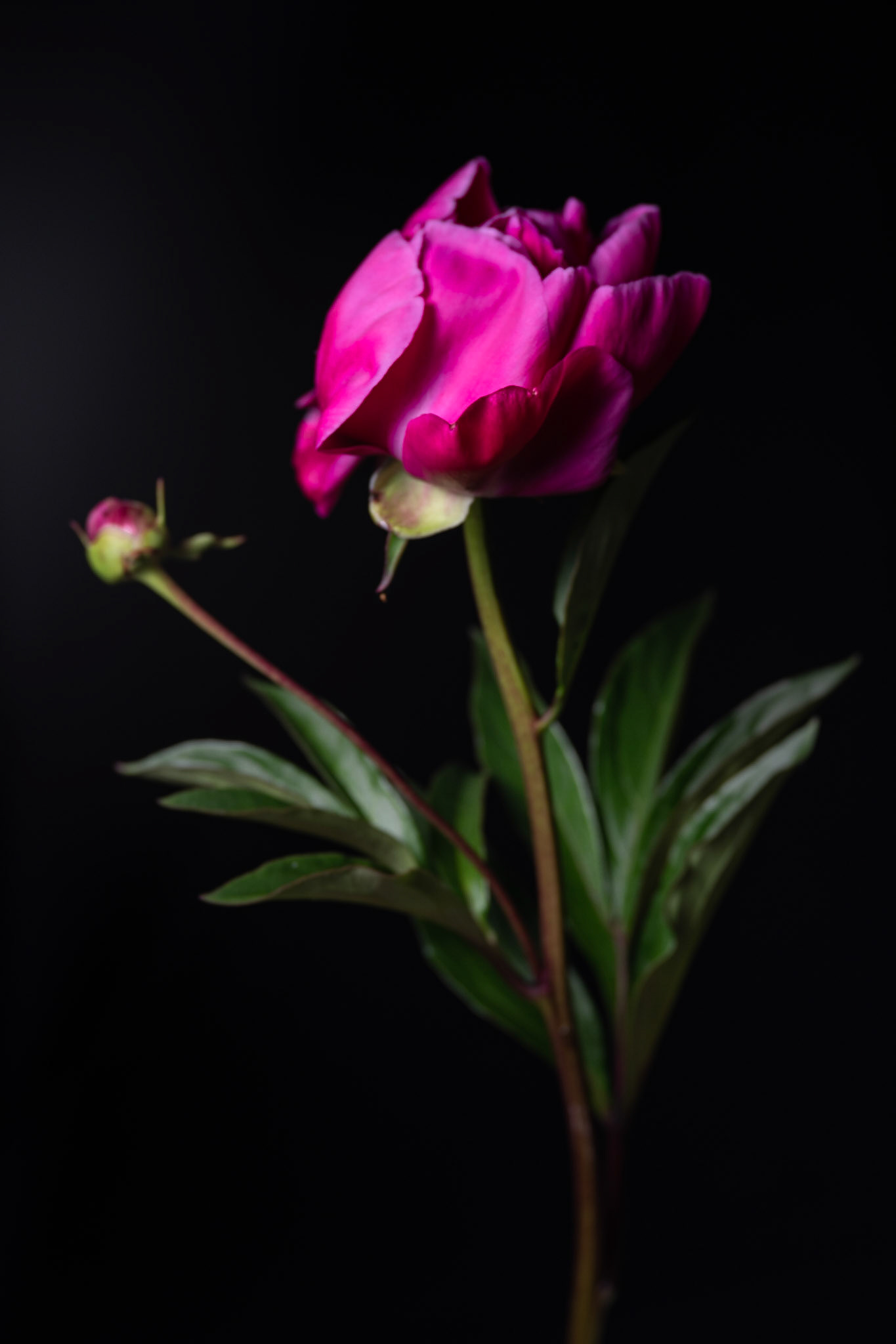 Rembrandt Peony | Chinese peony (Paeonia lactiflora)