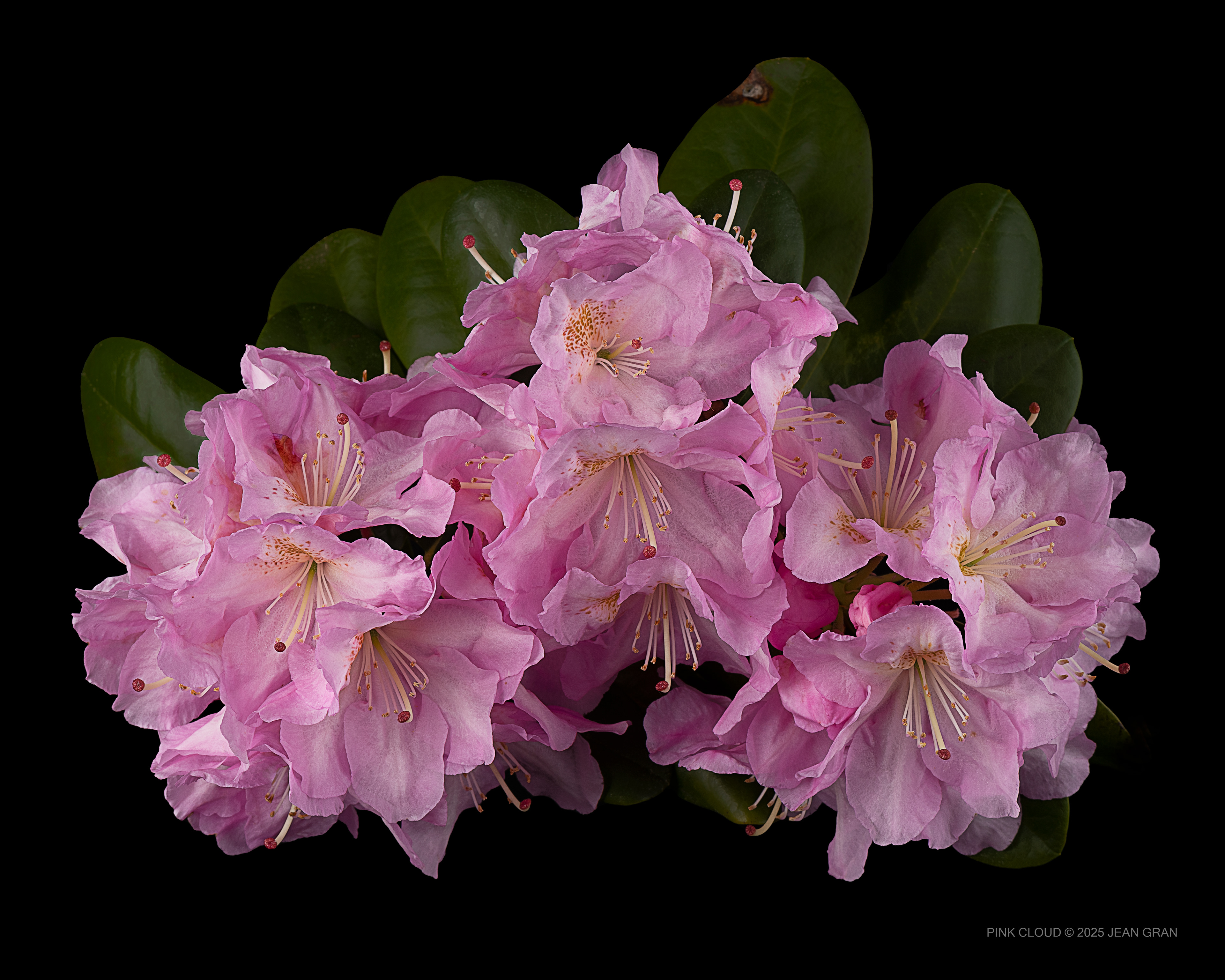 Pink Cloud | Rhododendron arboreum