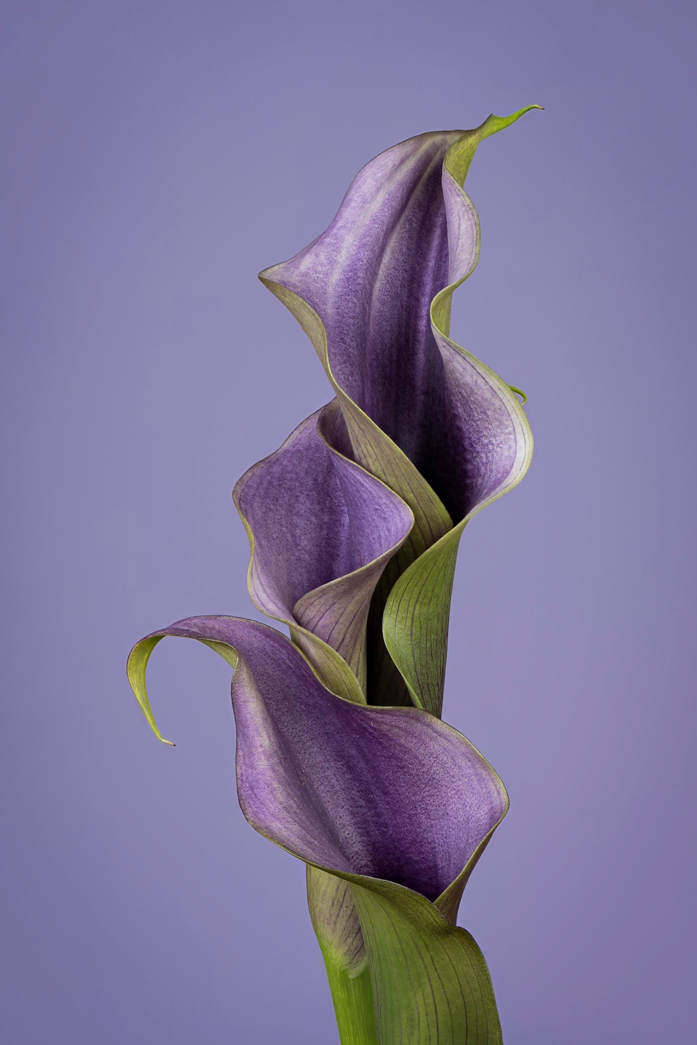 Menage a Trois | Calla Lily (Zantedeschia aethiopica)