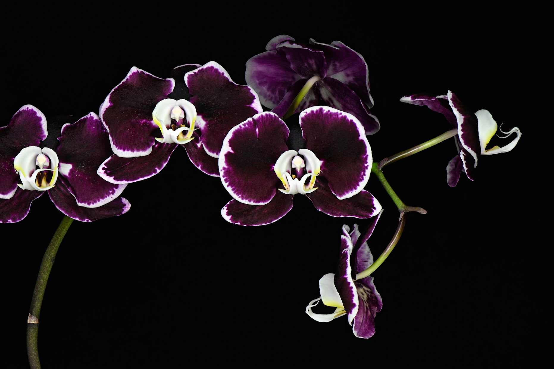 Moth Orchid Ballet | Moth Orchid (Phalaenopsis amabilis)