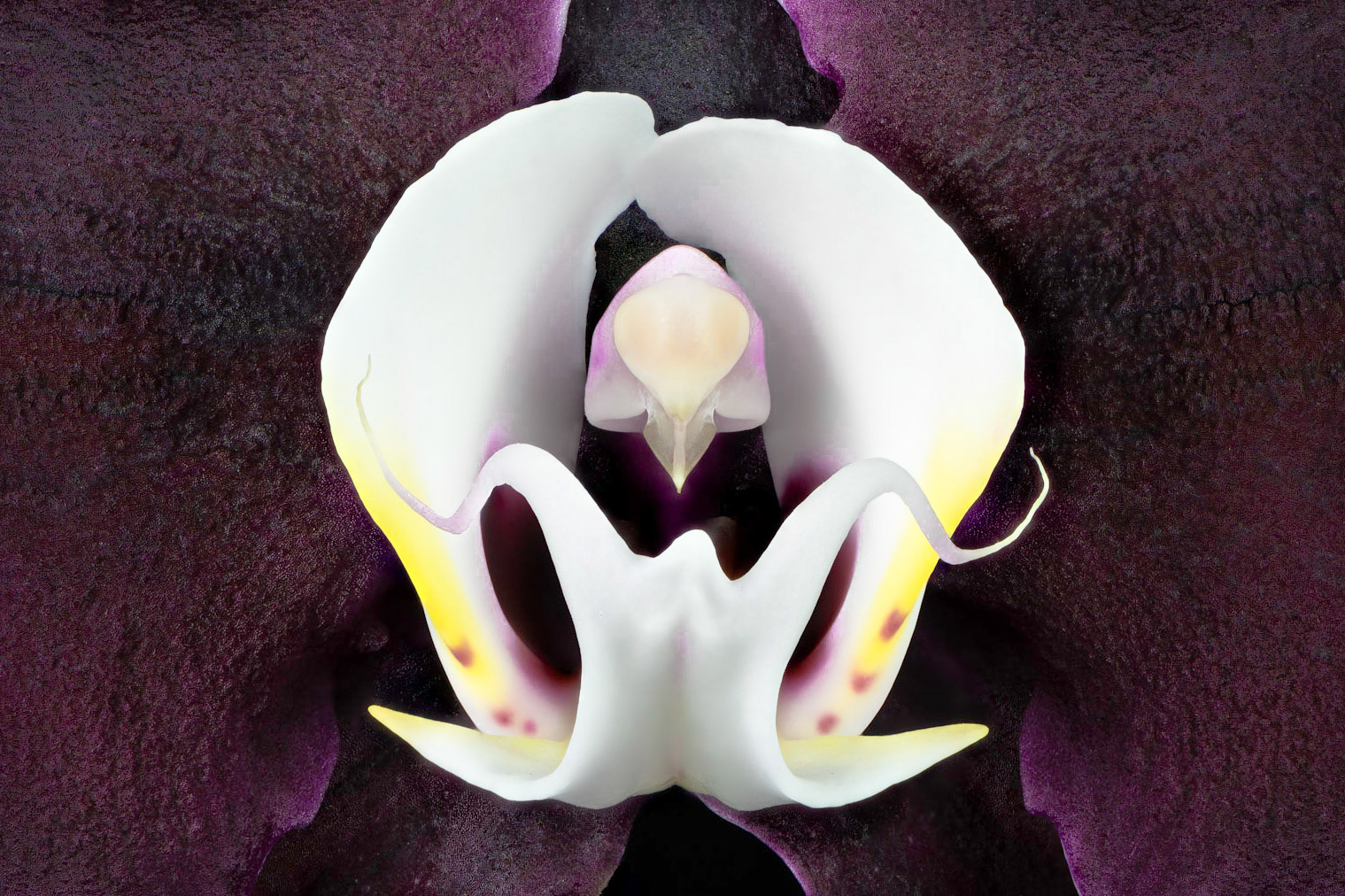 Phalaenopsis Dreaming | Moth Orchid (Phalaenopsis amabilis)