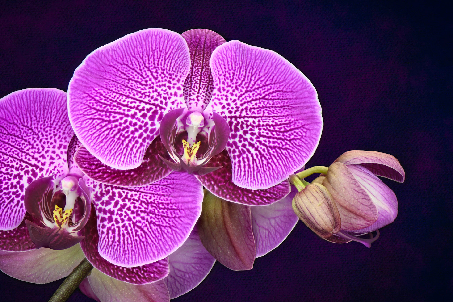 A Moment in Time | Moth Orchid (Phalaenopsis amabilis)