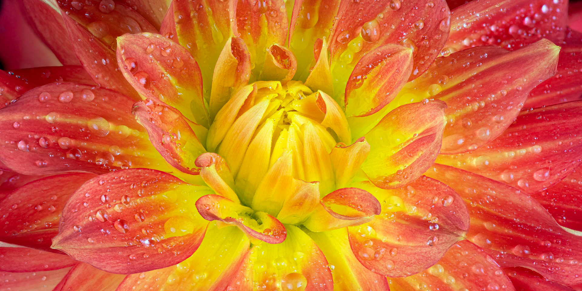 FRESH HOPE