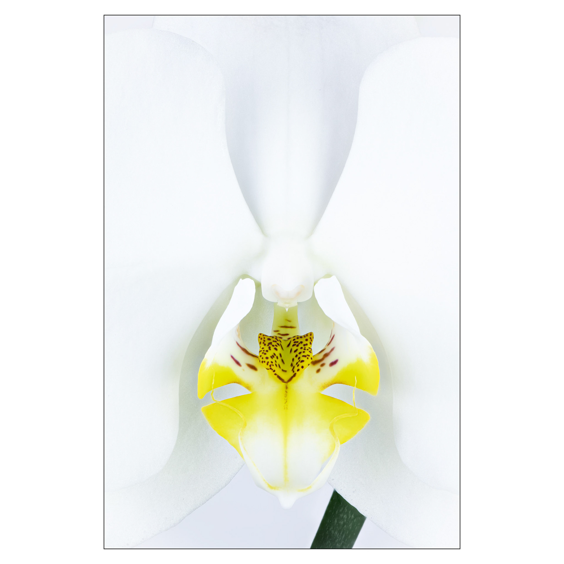 Ice Queen | Moth Orchid (Phalaenopsis amabilis)