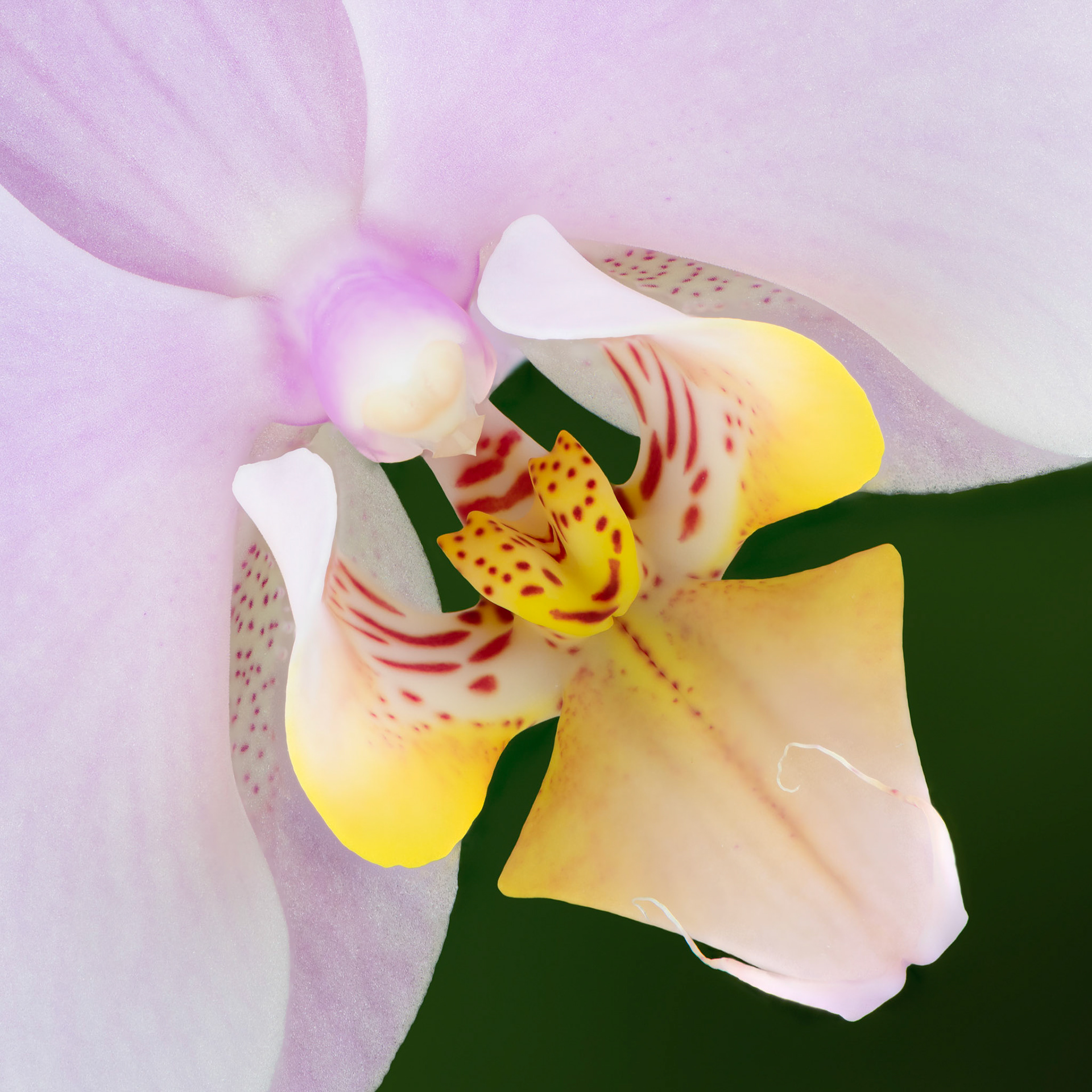 Flight of the Moth Orchid | Moth Orchid (Phalaenopsis amabilis)