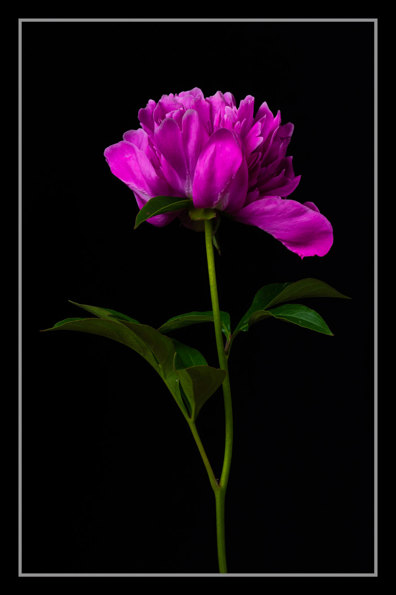 THE FIRST PETAL FALLS