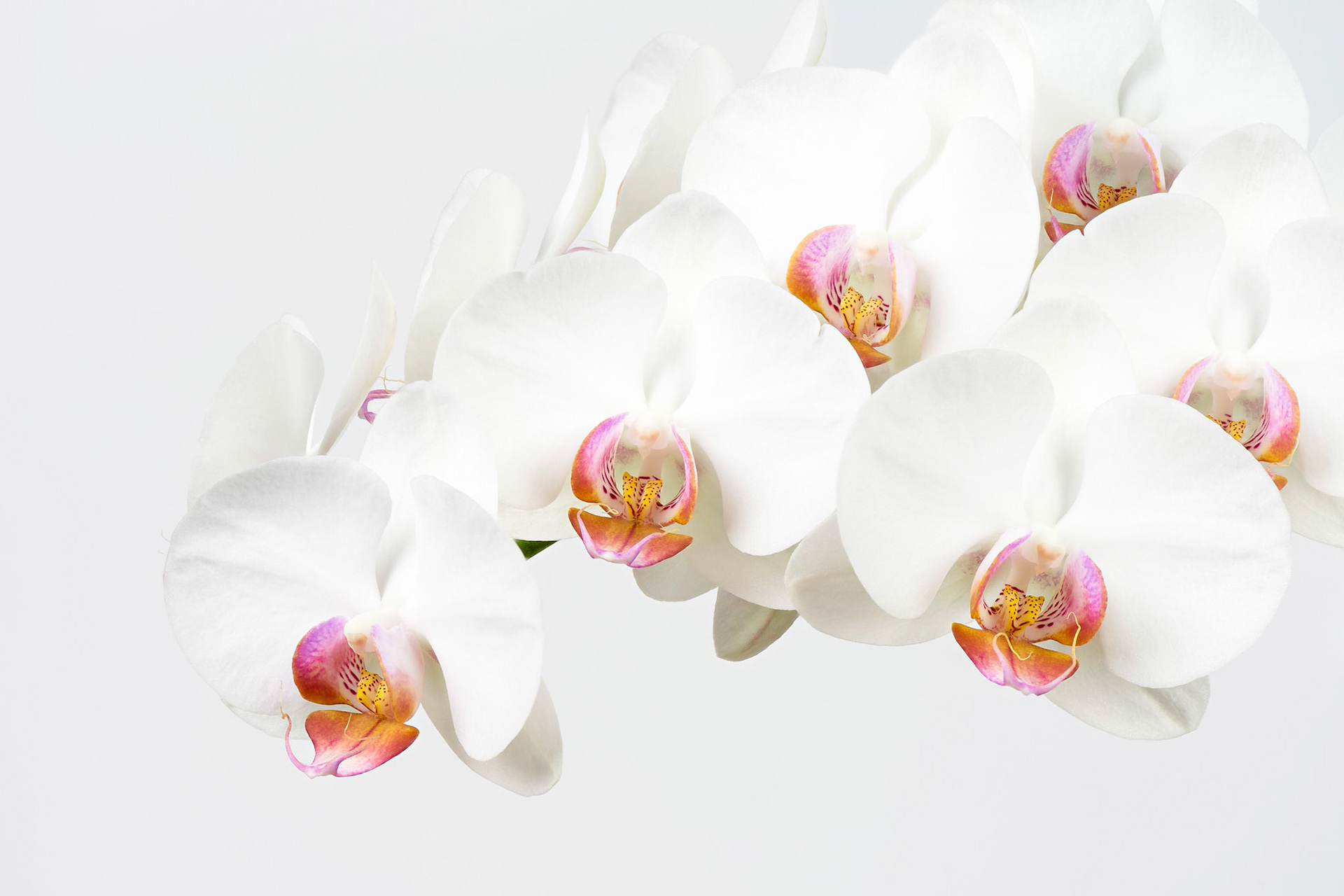 In the Clouds | Moth Orchid (Phalaenopsis amabilis)