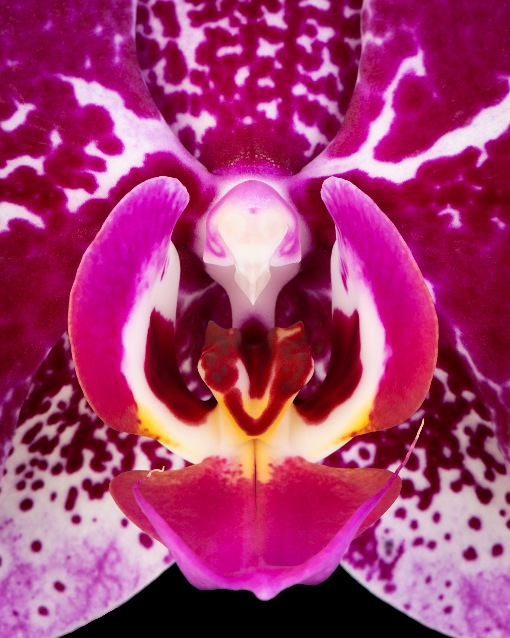 Harlequin | Moth Orchid (Phalaenopsis amabilis)
