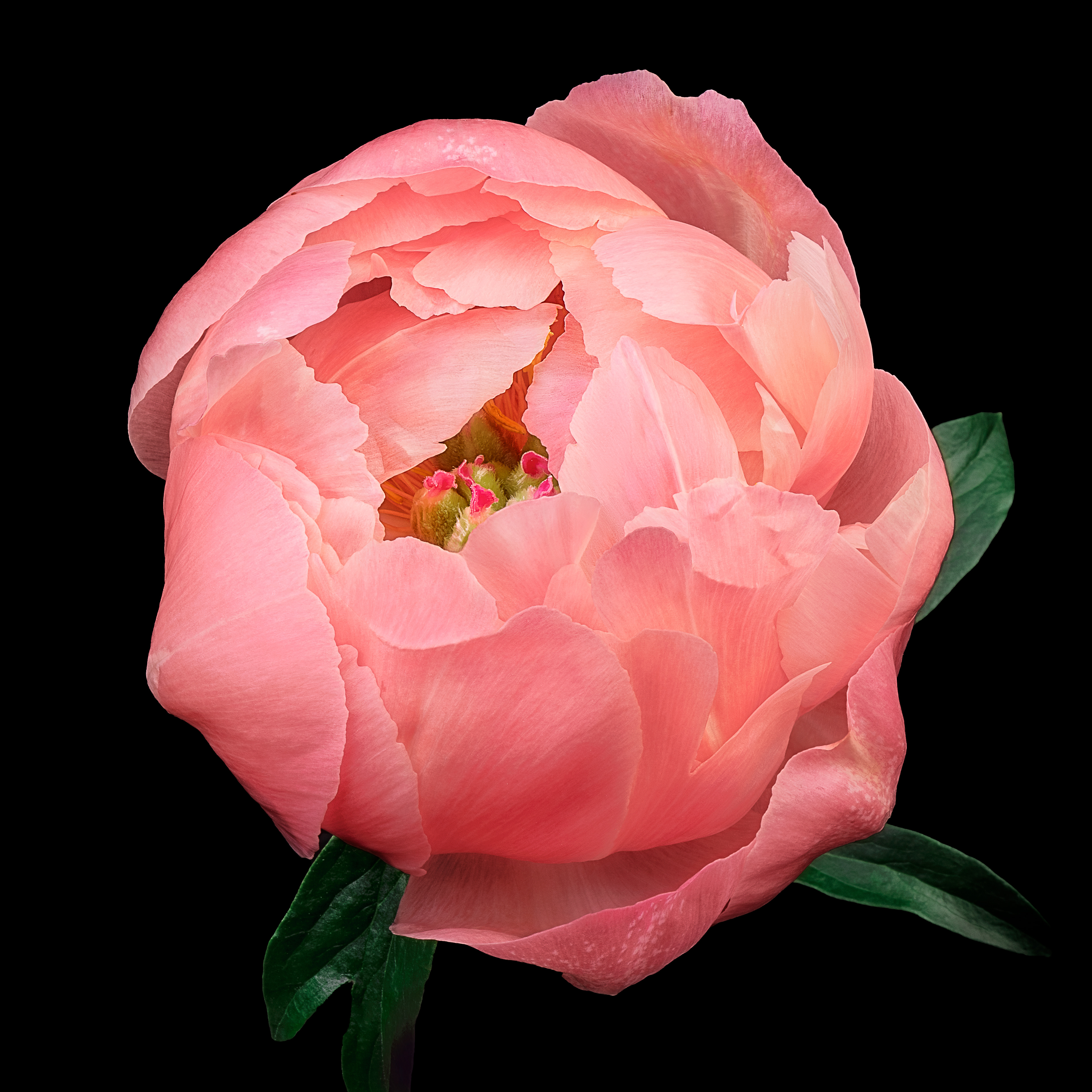 Worlds Within | Chinese peony (Paeonia lactiflora)