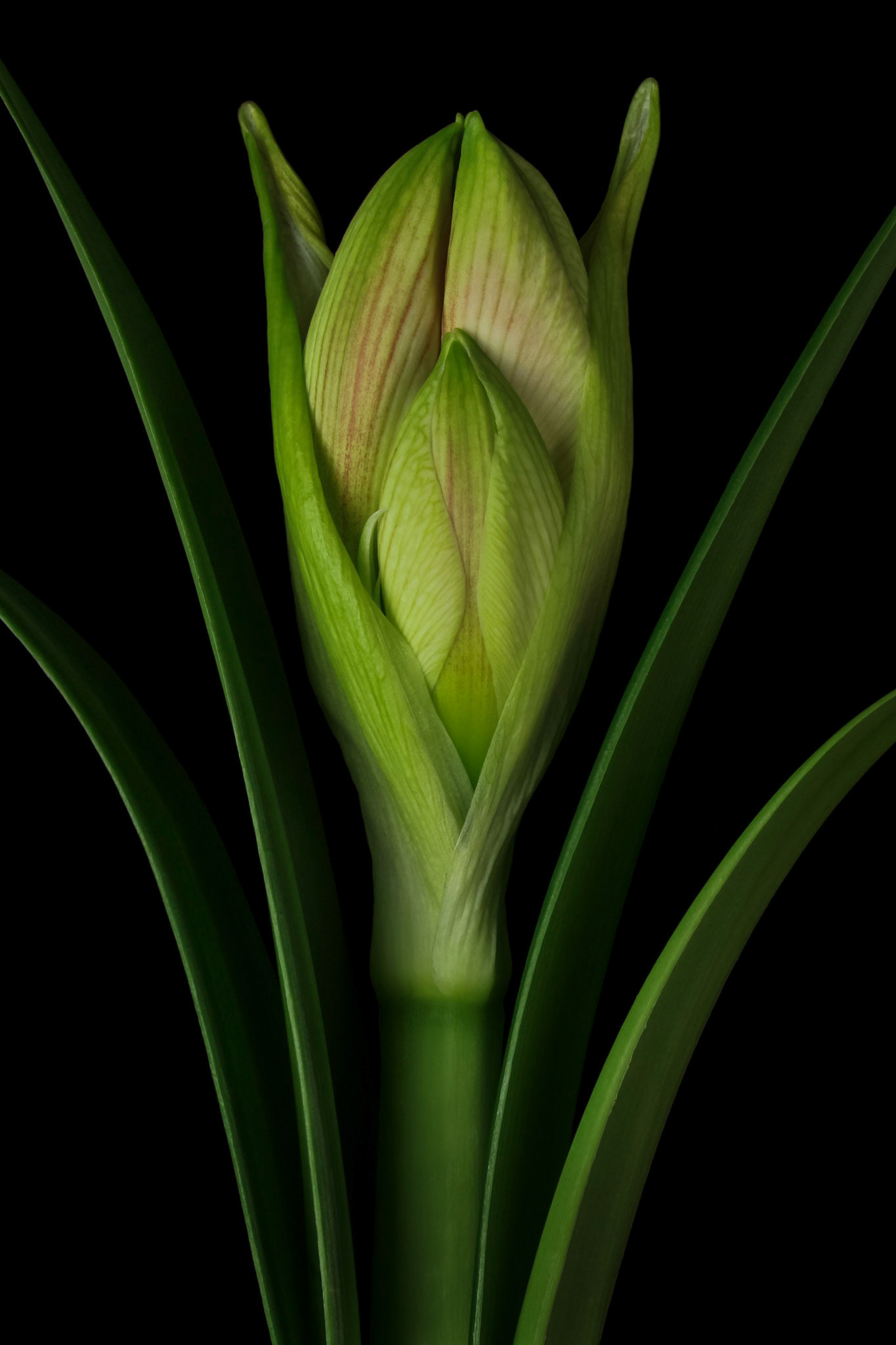 Symmetry | Amaryllis (Hippeastrum)