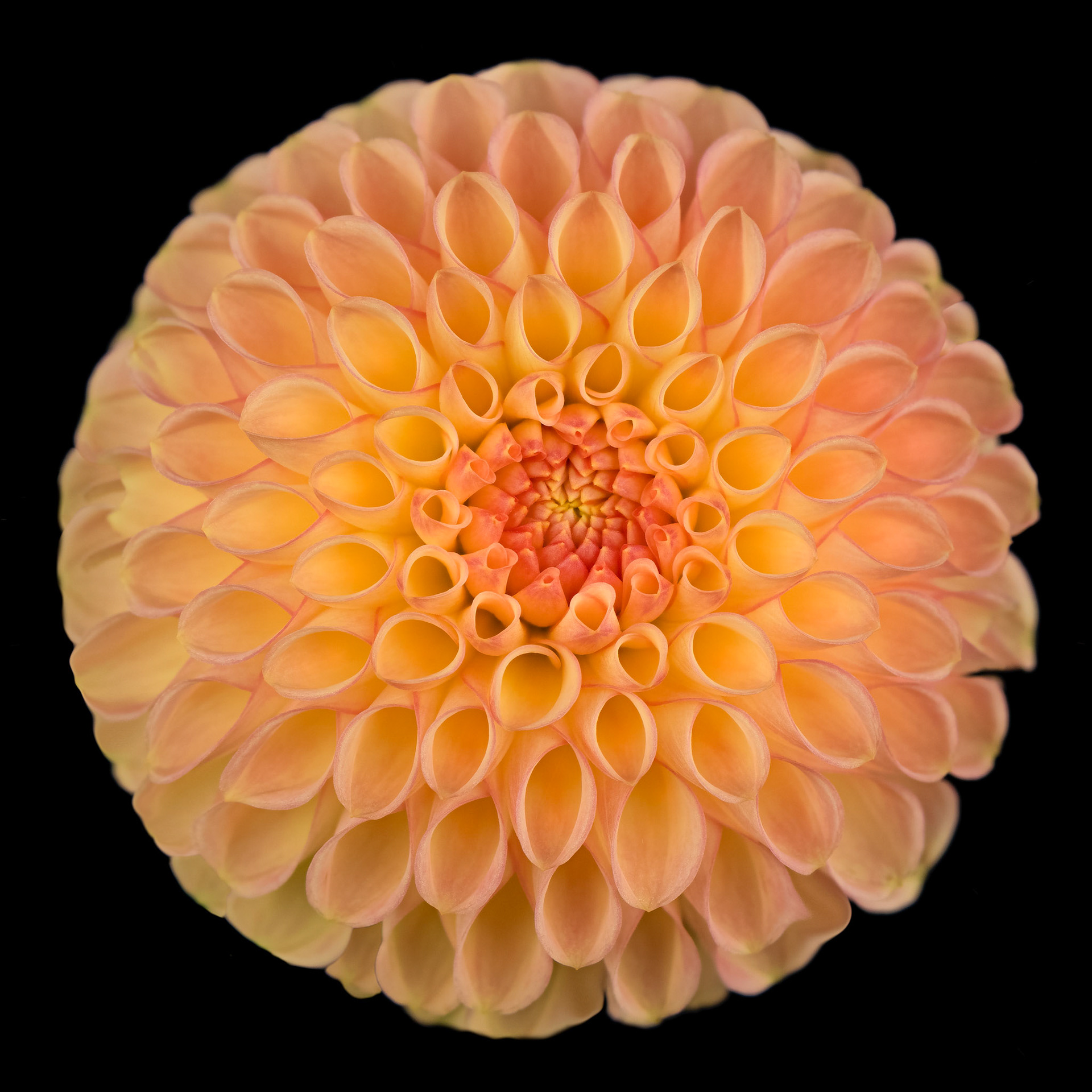 Twighlight Embers | Garden Dahlia (Dahlia pinnata)