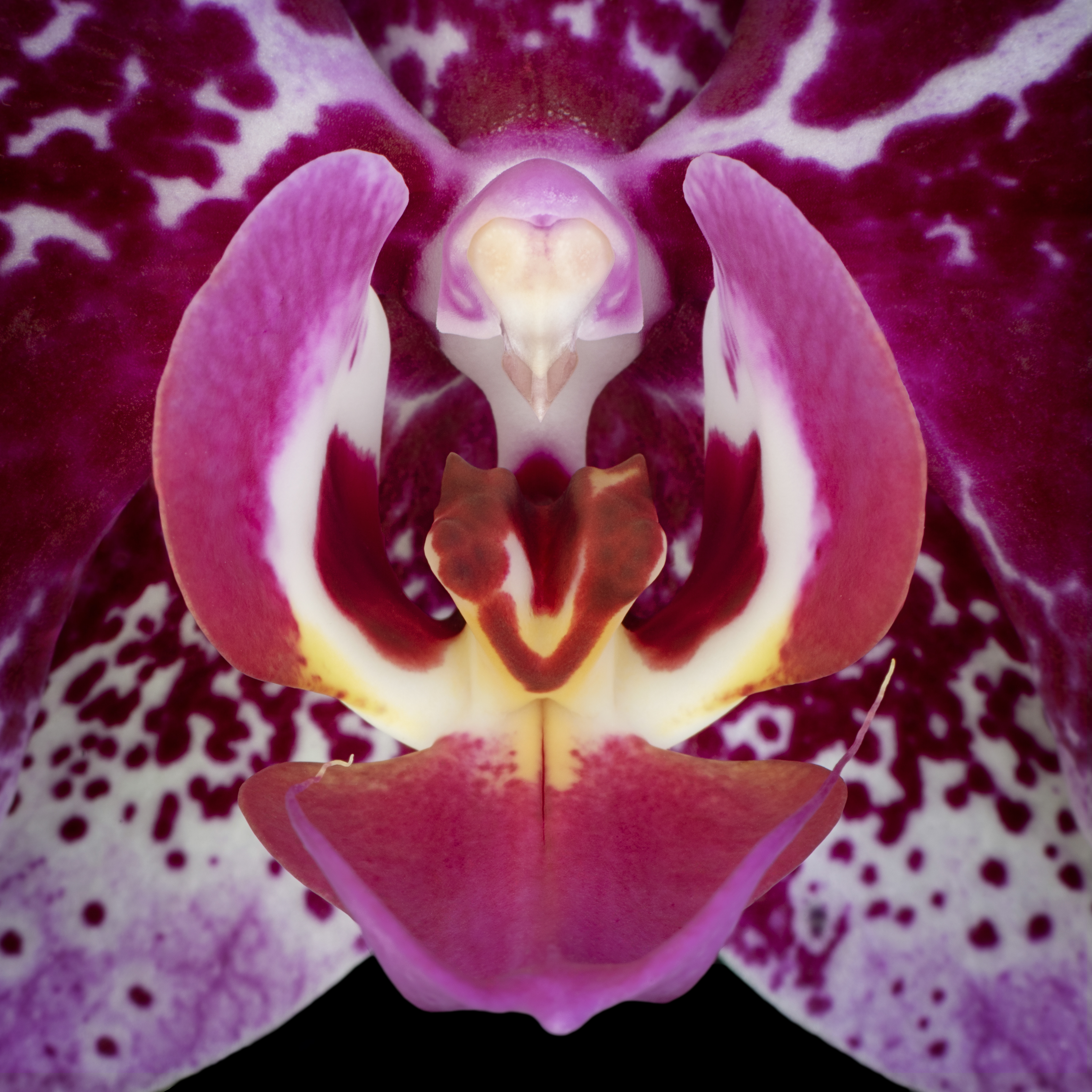 Dialogue | Moth Orchid (Phalaenopsis amabilis)