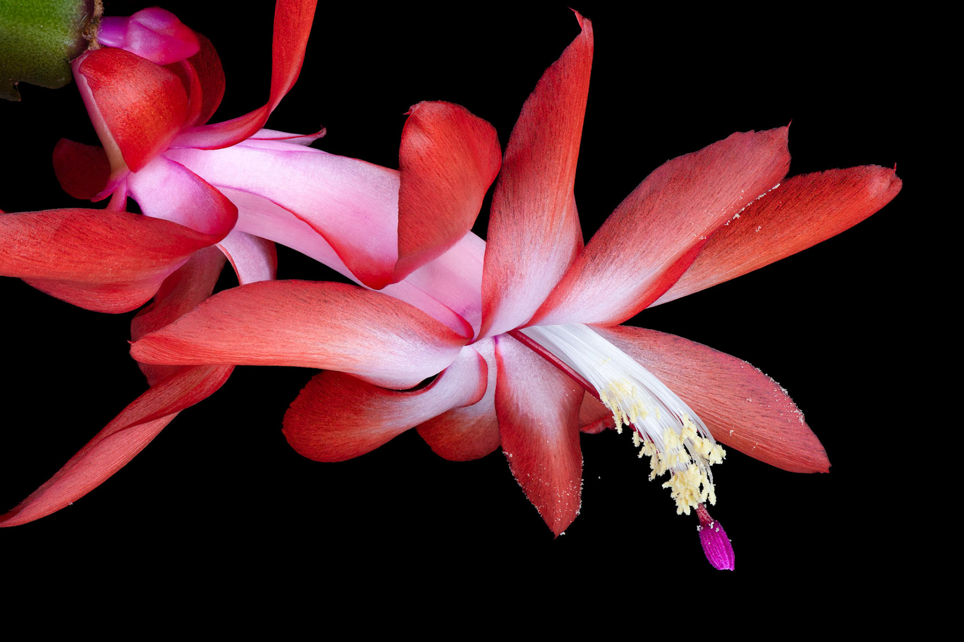 Leap of Faith | Christmas cactus (Schlumbergera Truncata)