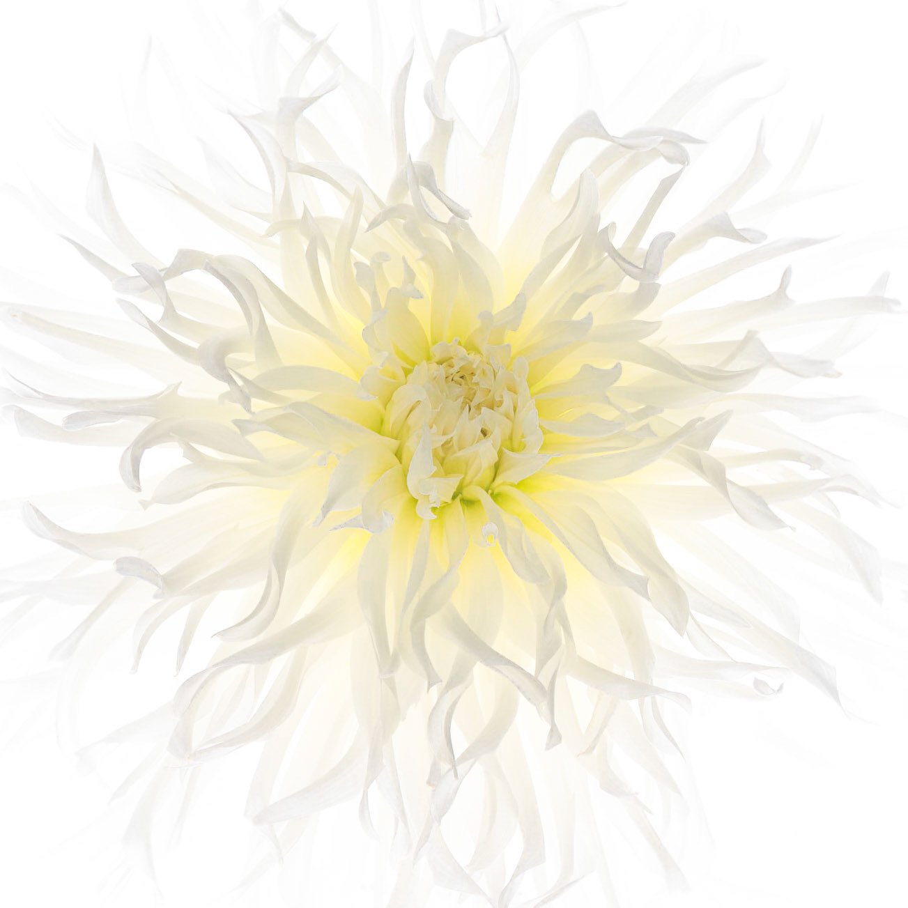 Dahlia's Dream | Garden Dahlia (Dahlia pinnata)