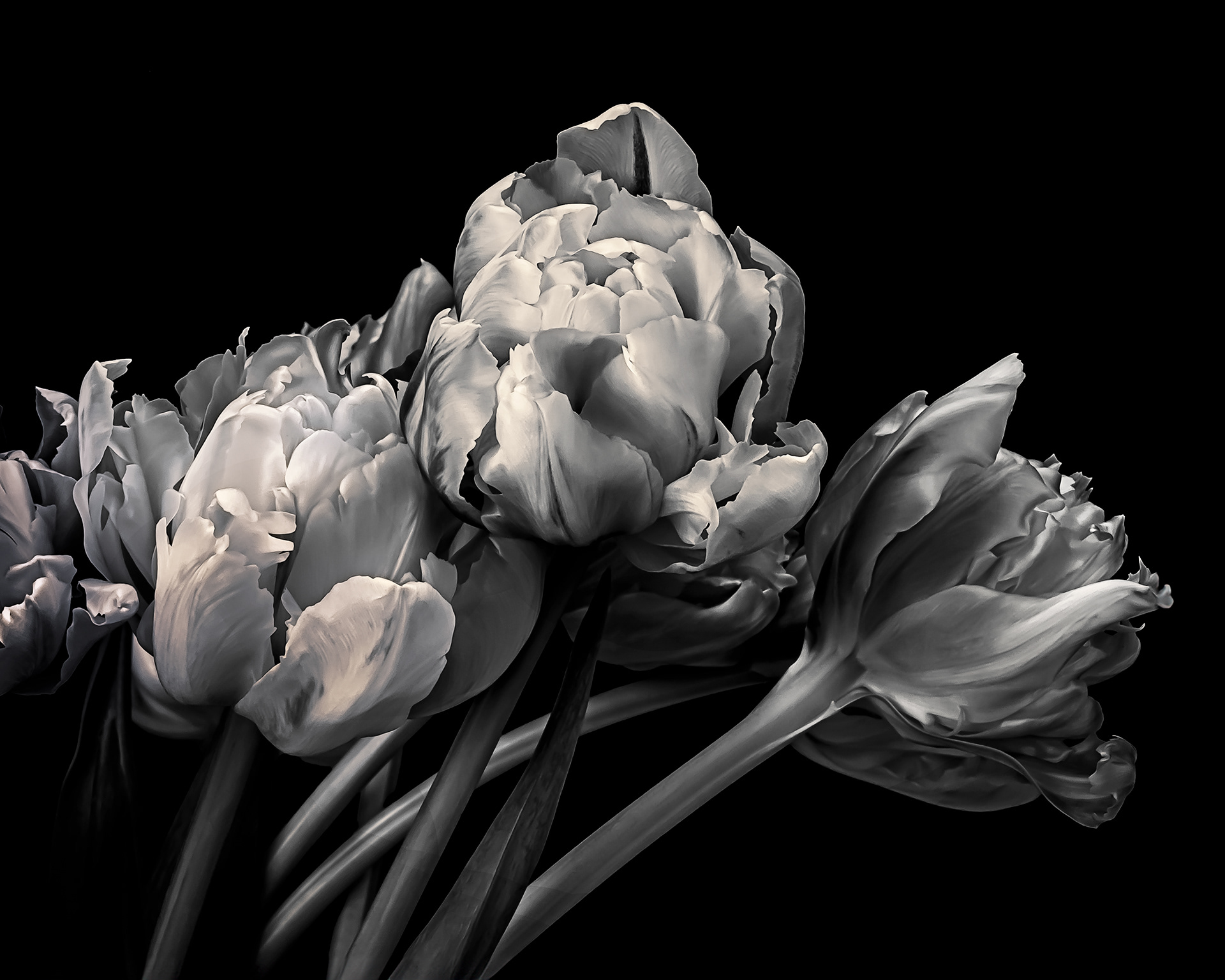 Tulip Mania | Tulip (Tulipa)
