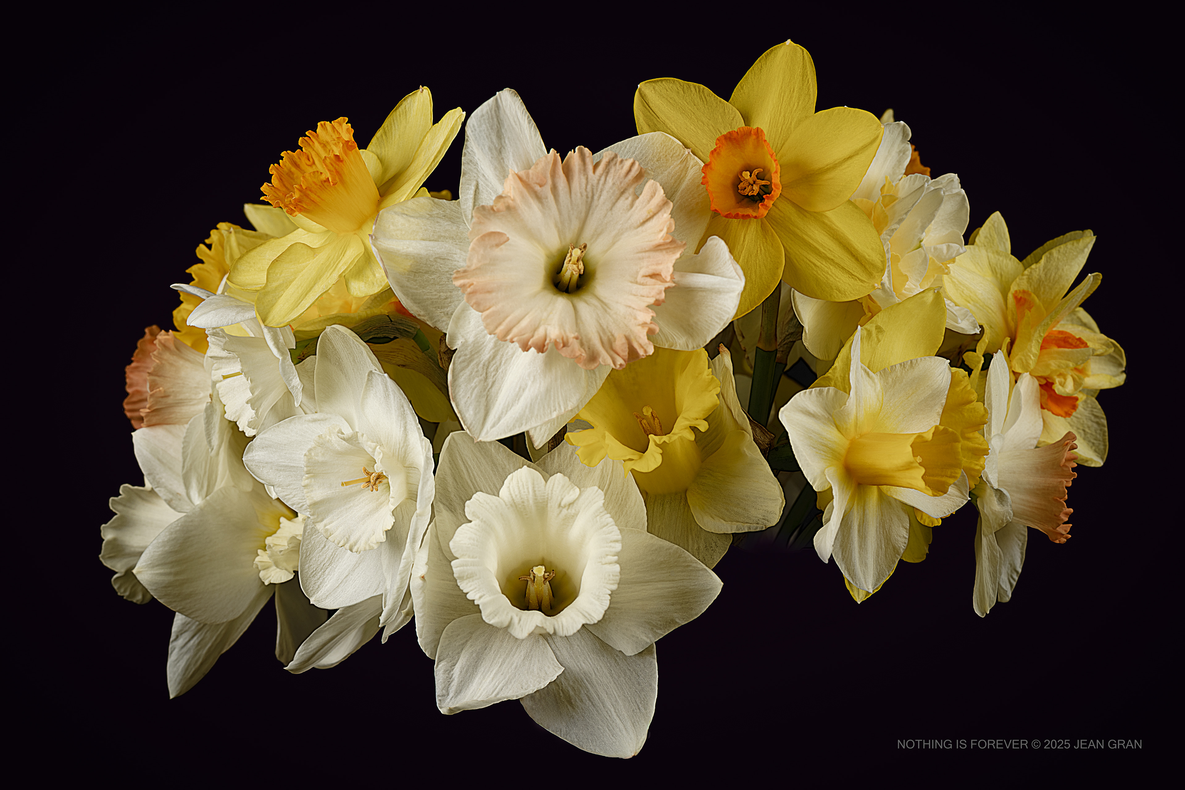 Nothing is Forever | Daffodil (Narcissus pseudonarcissus)
