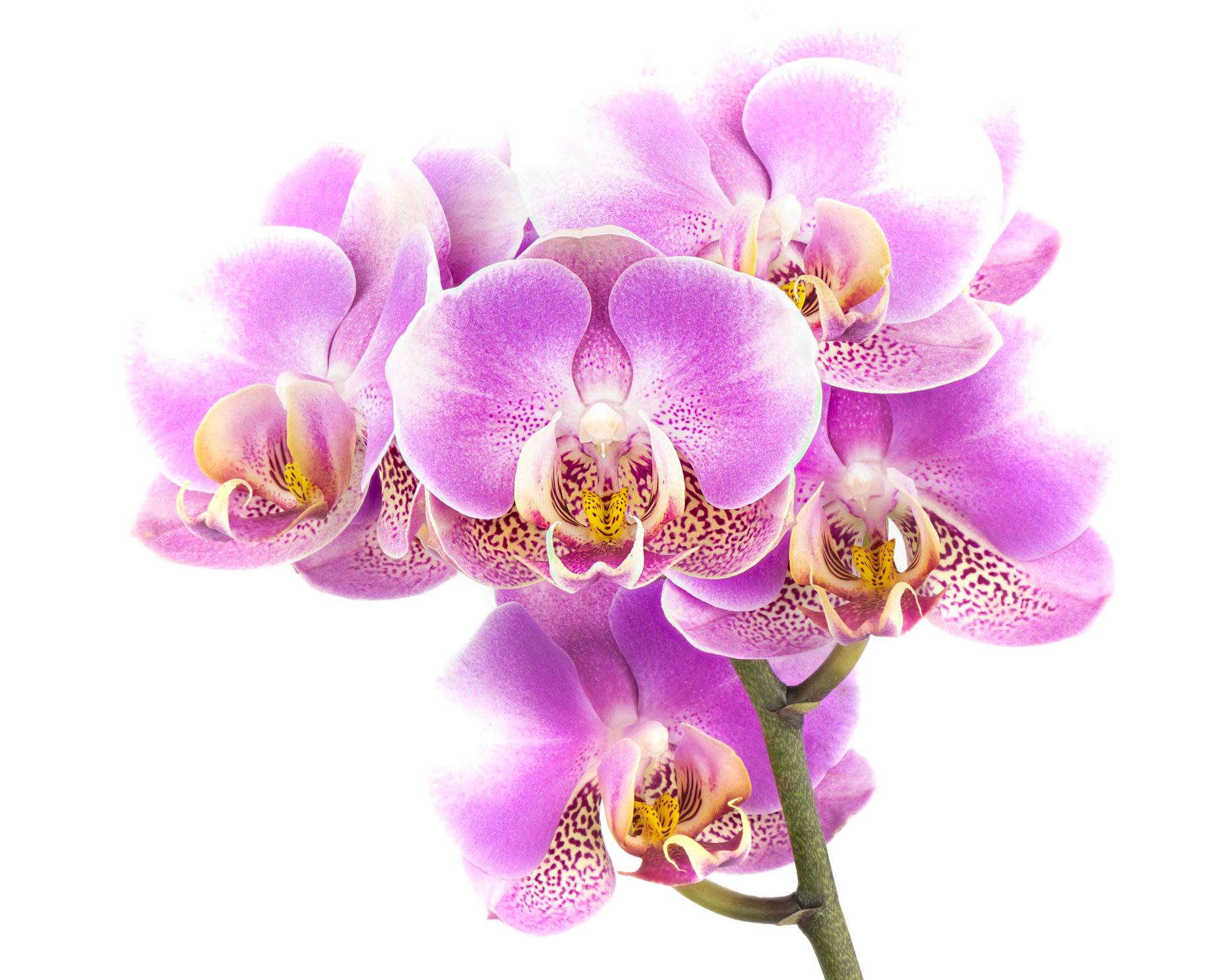 Tiny Time Travelers | Moth Orchid (Phalaenopsis amabilis)