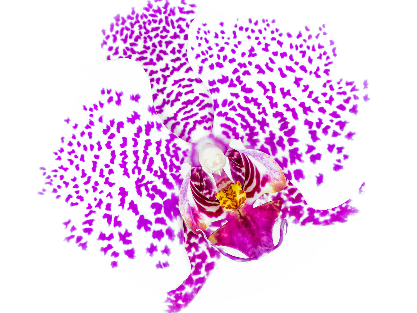 Floating Free | Moth Orchid (Phalaenopsis amabilis)