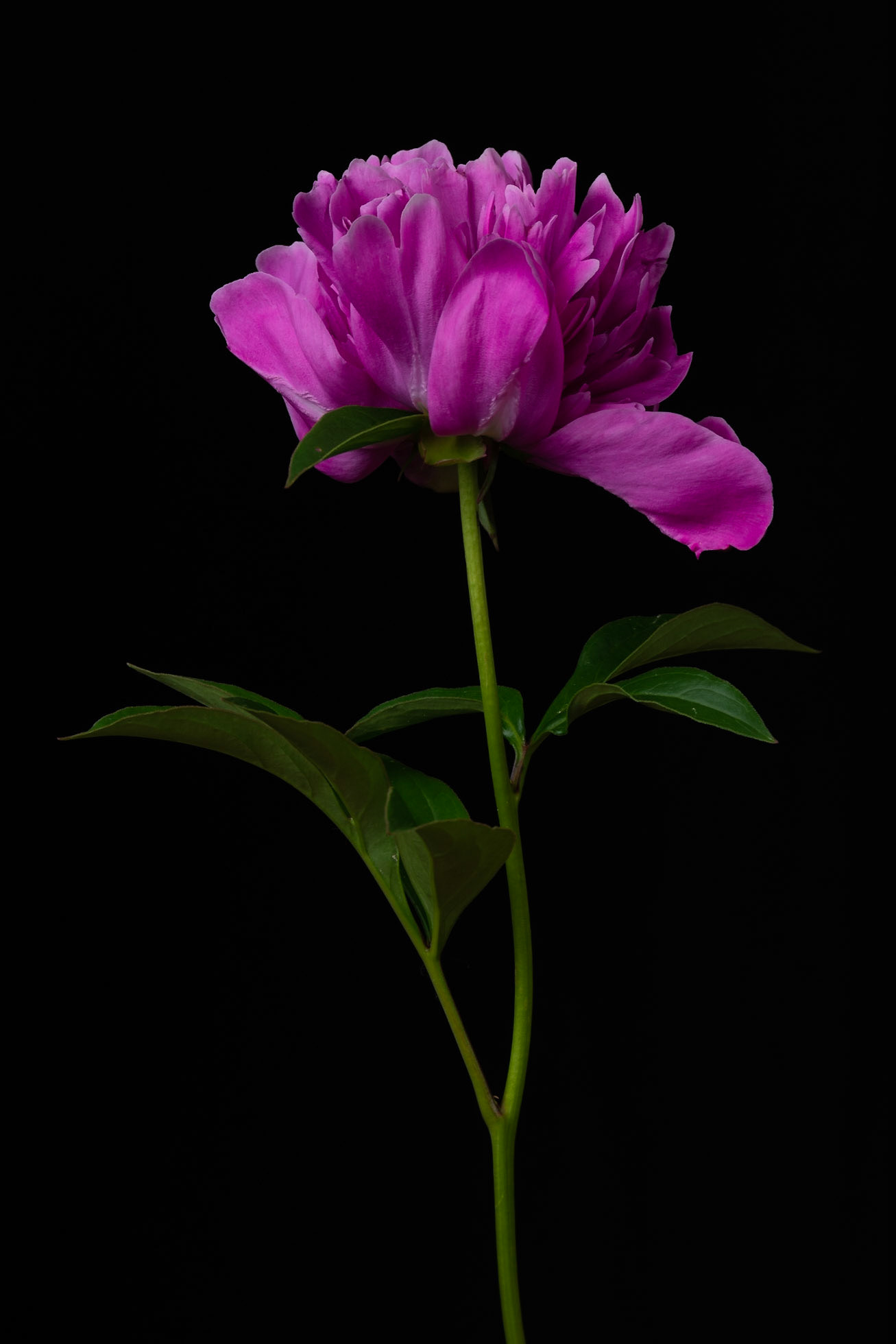 The First Petal Falls | Chinese peony (Paeonia lactiflora)