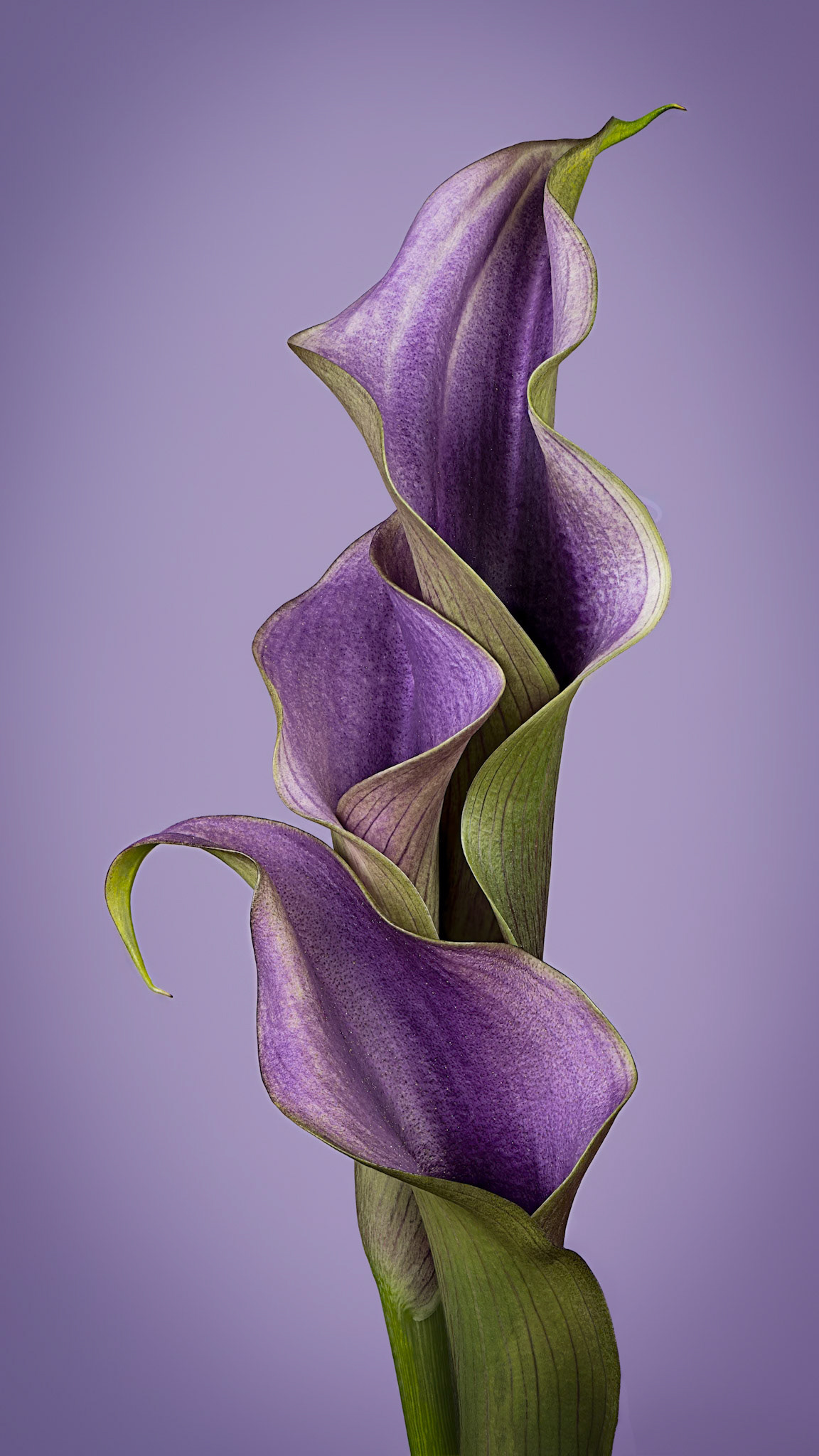 Ménage à Trois | Calla Lily (Zantedeschia aethiopica) 