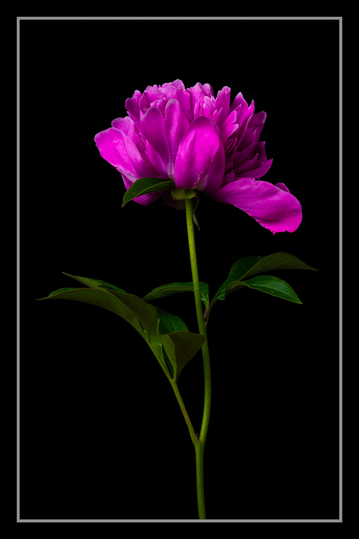 The First Petal Falls | Chinese peony (Paeonia lactiflora)
