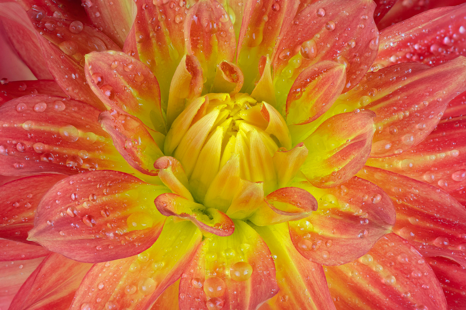 Fresh Hope | Garden Dahlia (Dahlia pinnata)