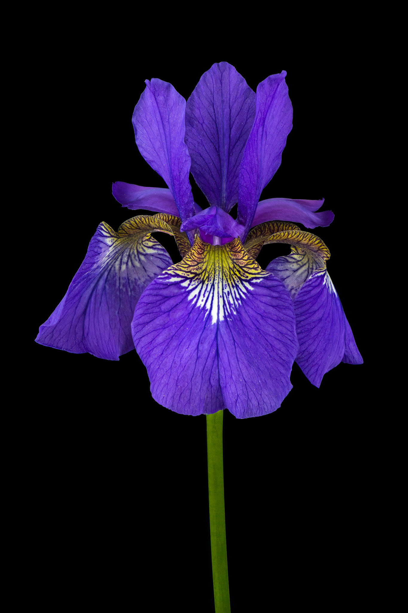 Fleur de Lis | Siberian Iris (Iris sibirica)